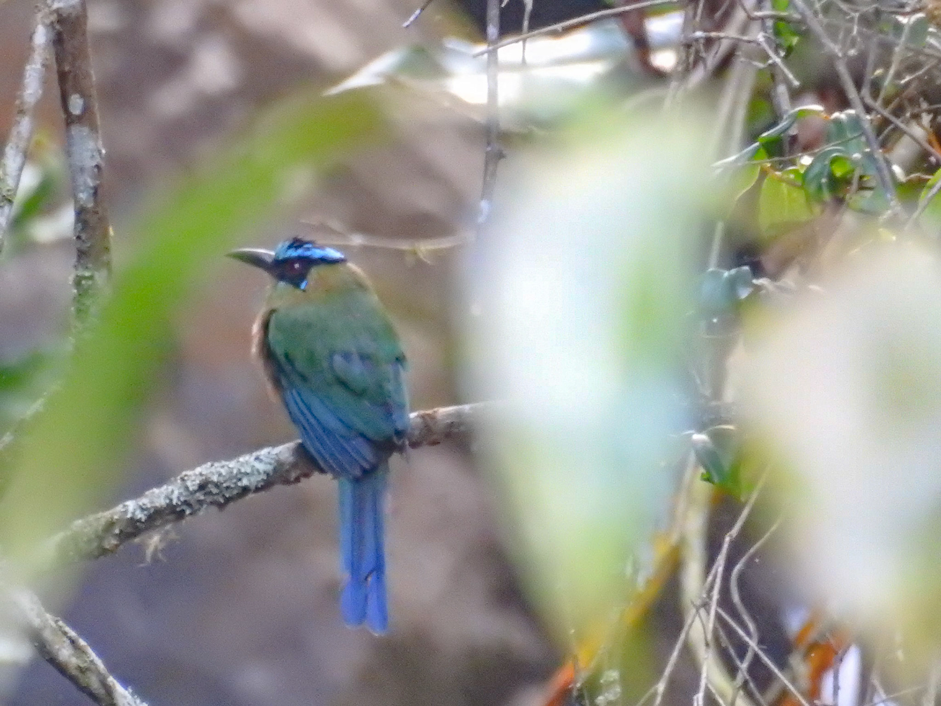 Andean Motmot , Colombia