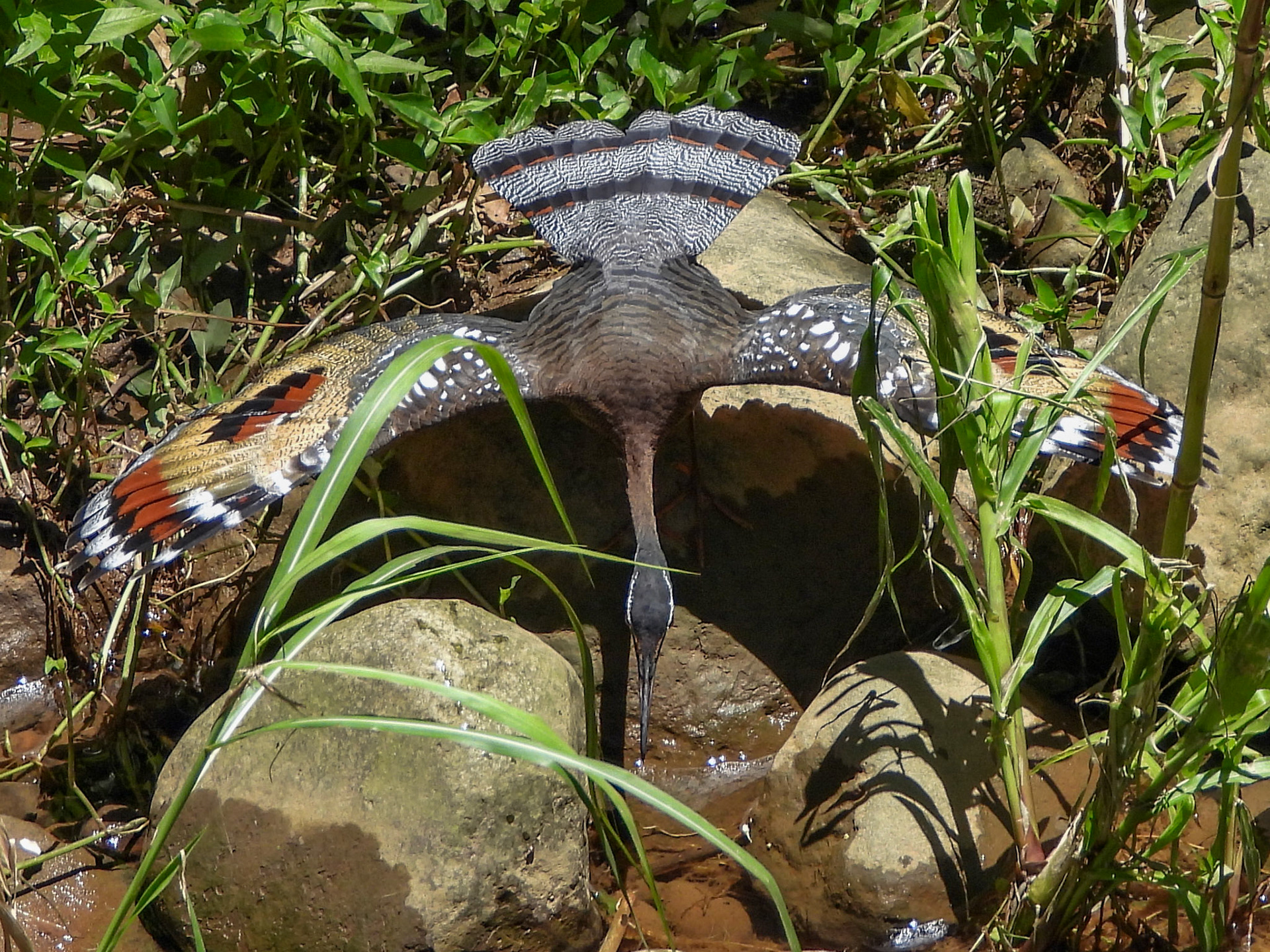 sunbittern