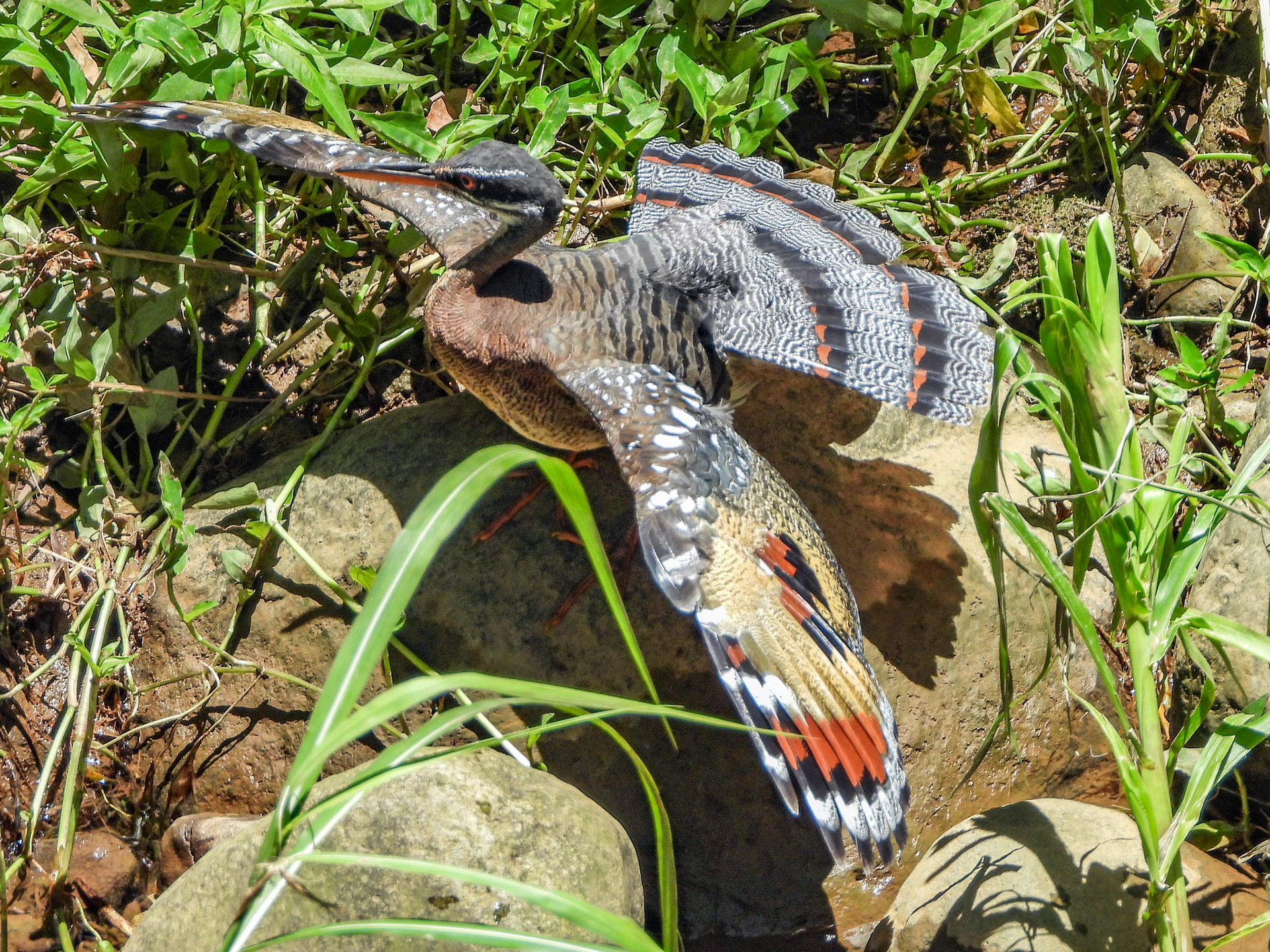 sunbittern