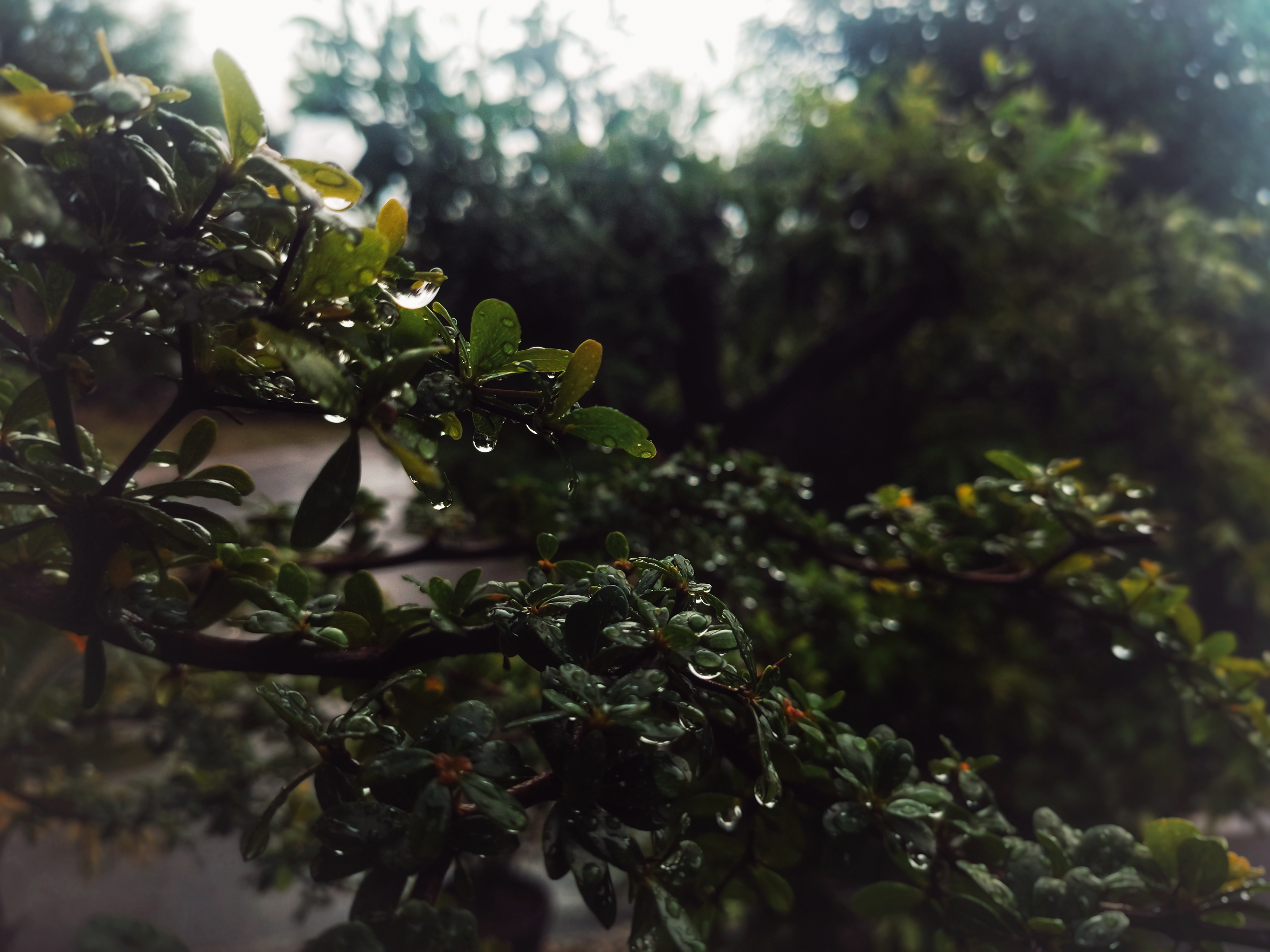 Dew