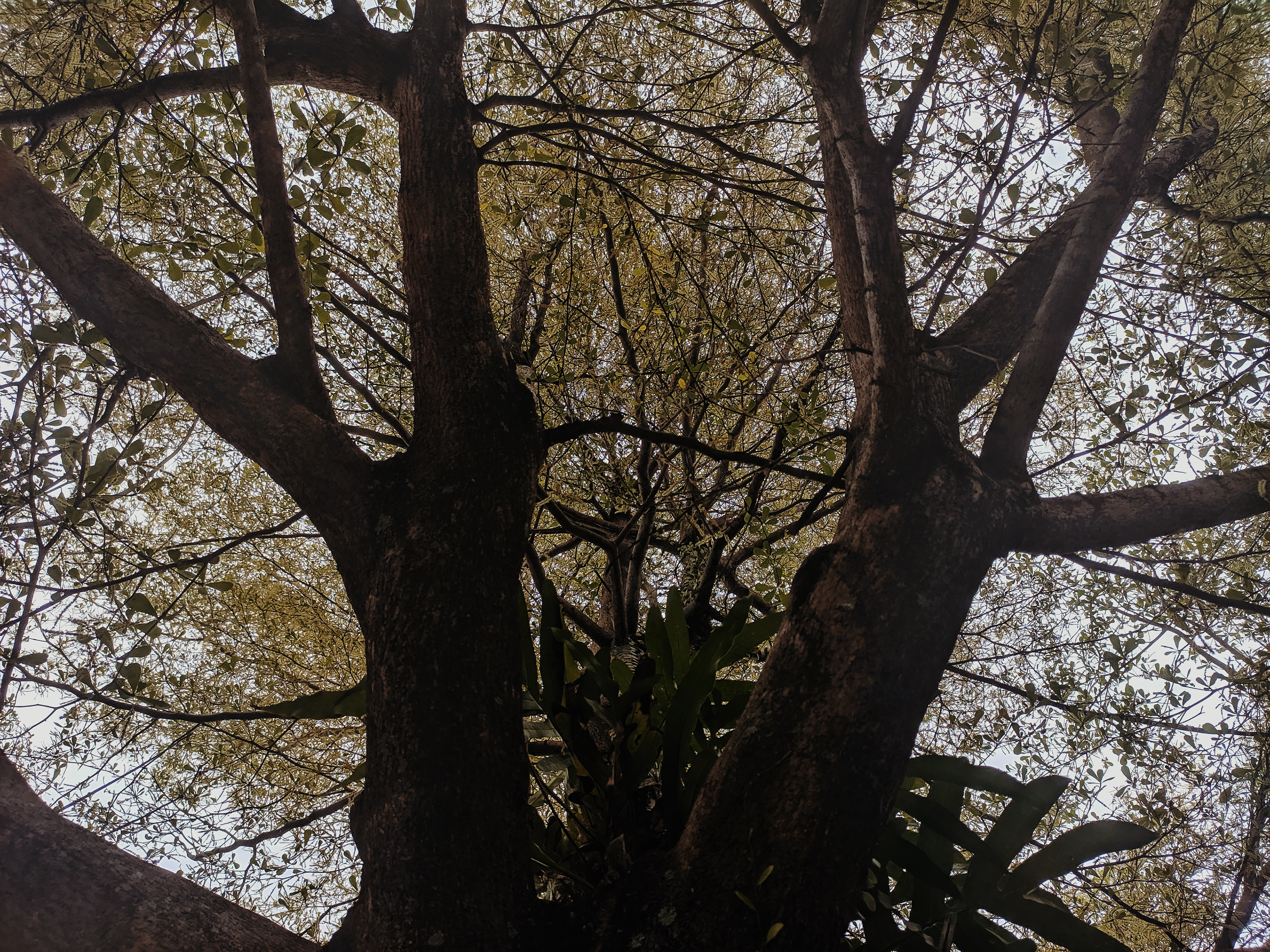 Web of Branches