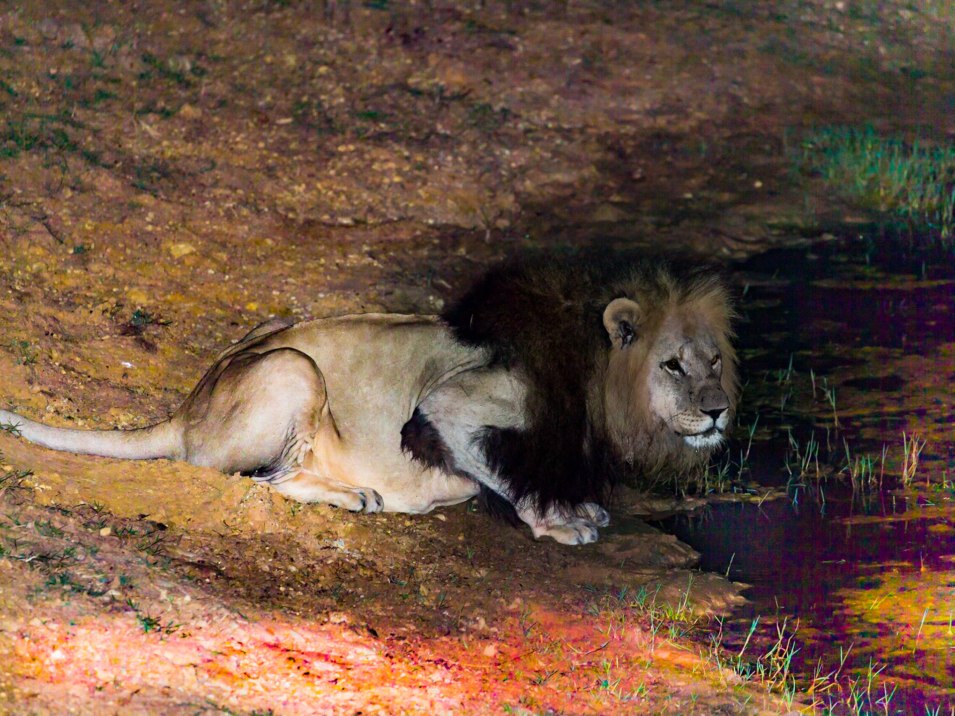 Male Lion Drinking From The Waterhole At Night