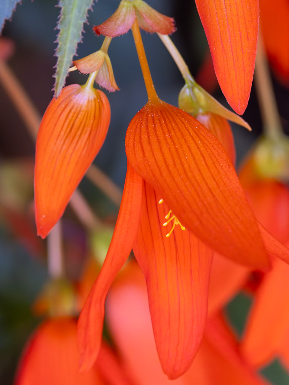 Coral Honeysuckle