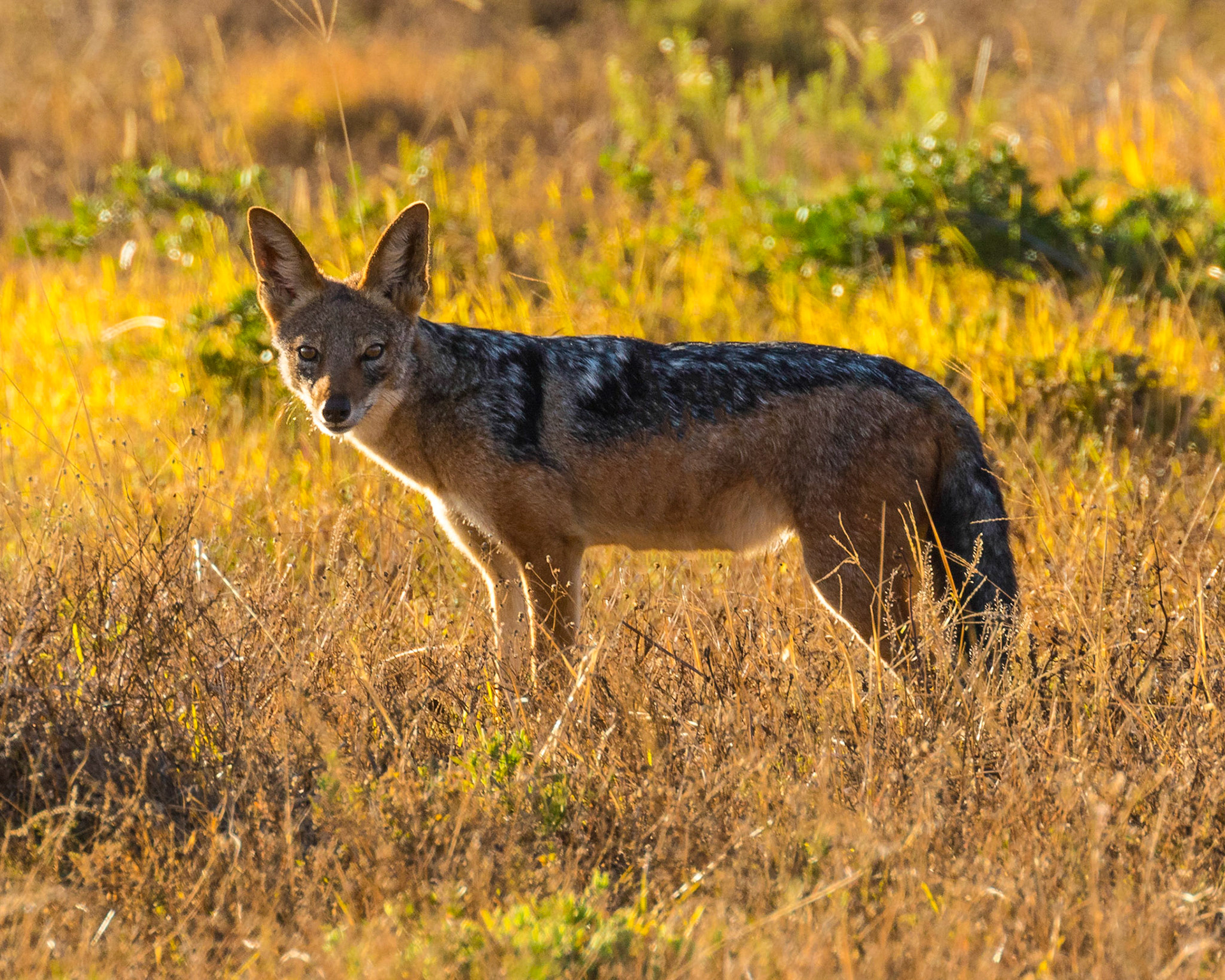 The black-backed jackal (Canis mesomelas)