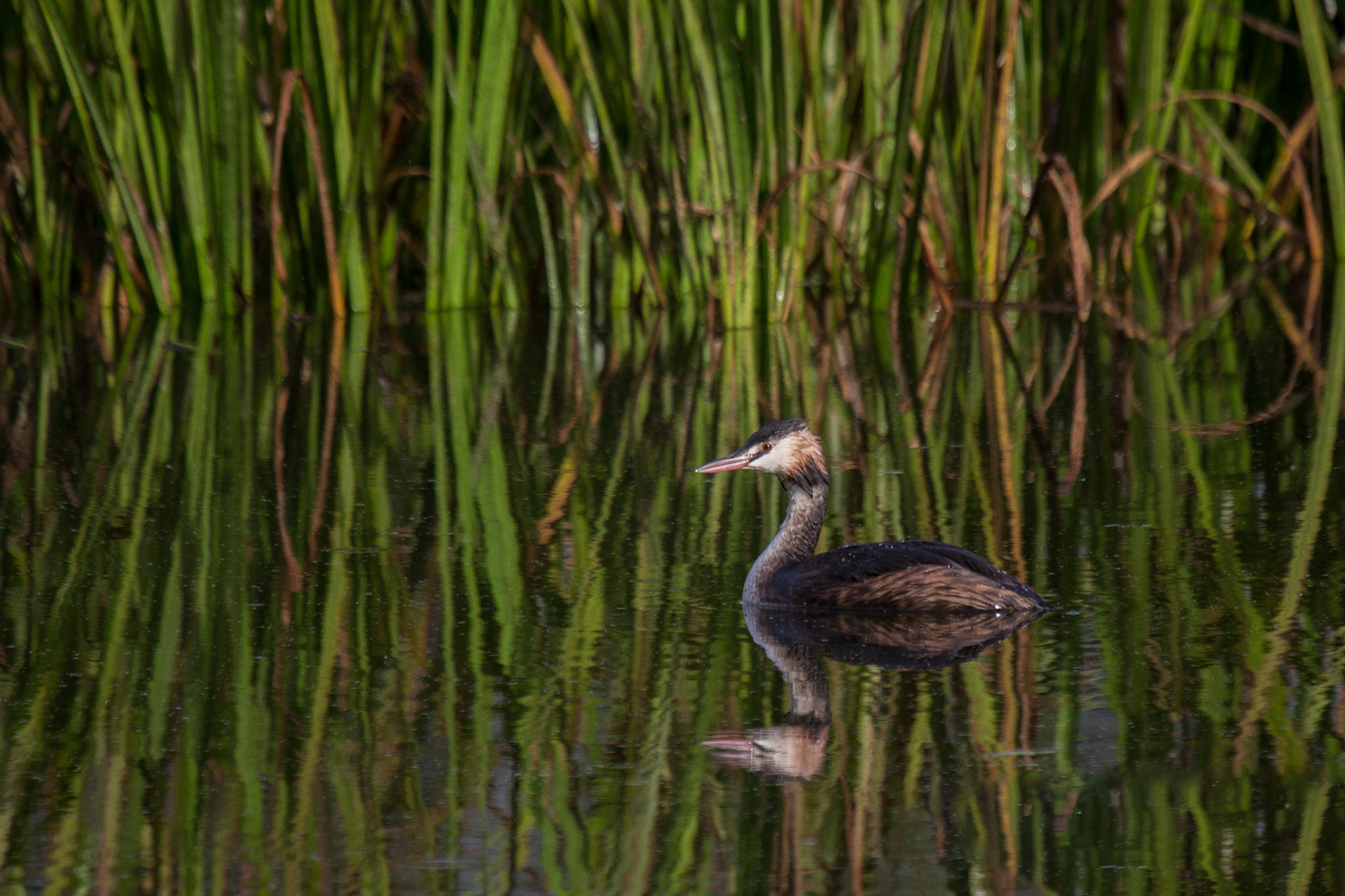 Great Crested Grebe