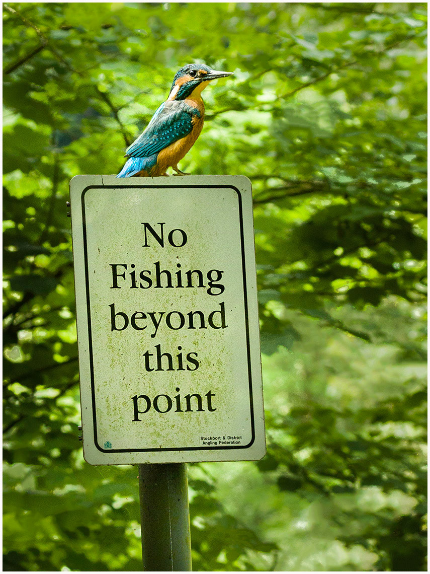 A Disappointed Eurasian Kingfisher (Alcedo atthis)