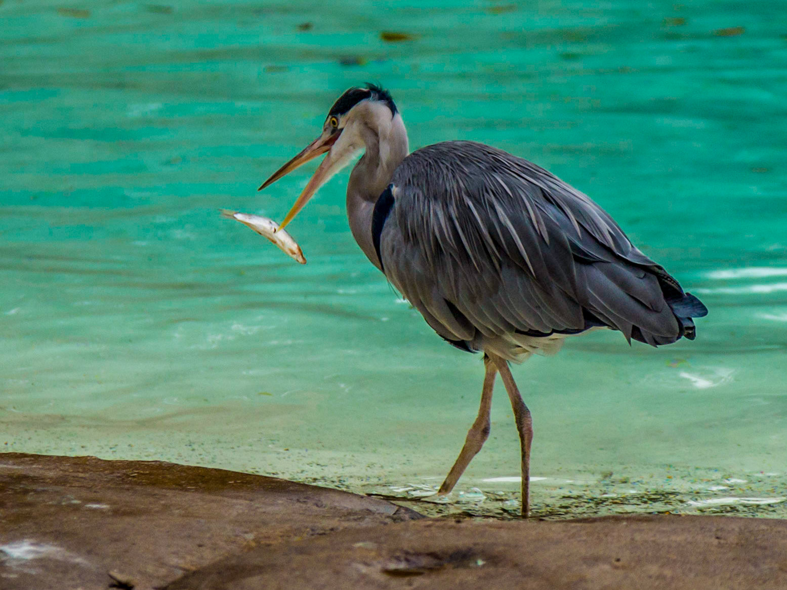 Heron With Fish