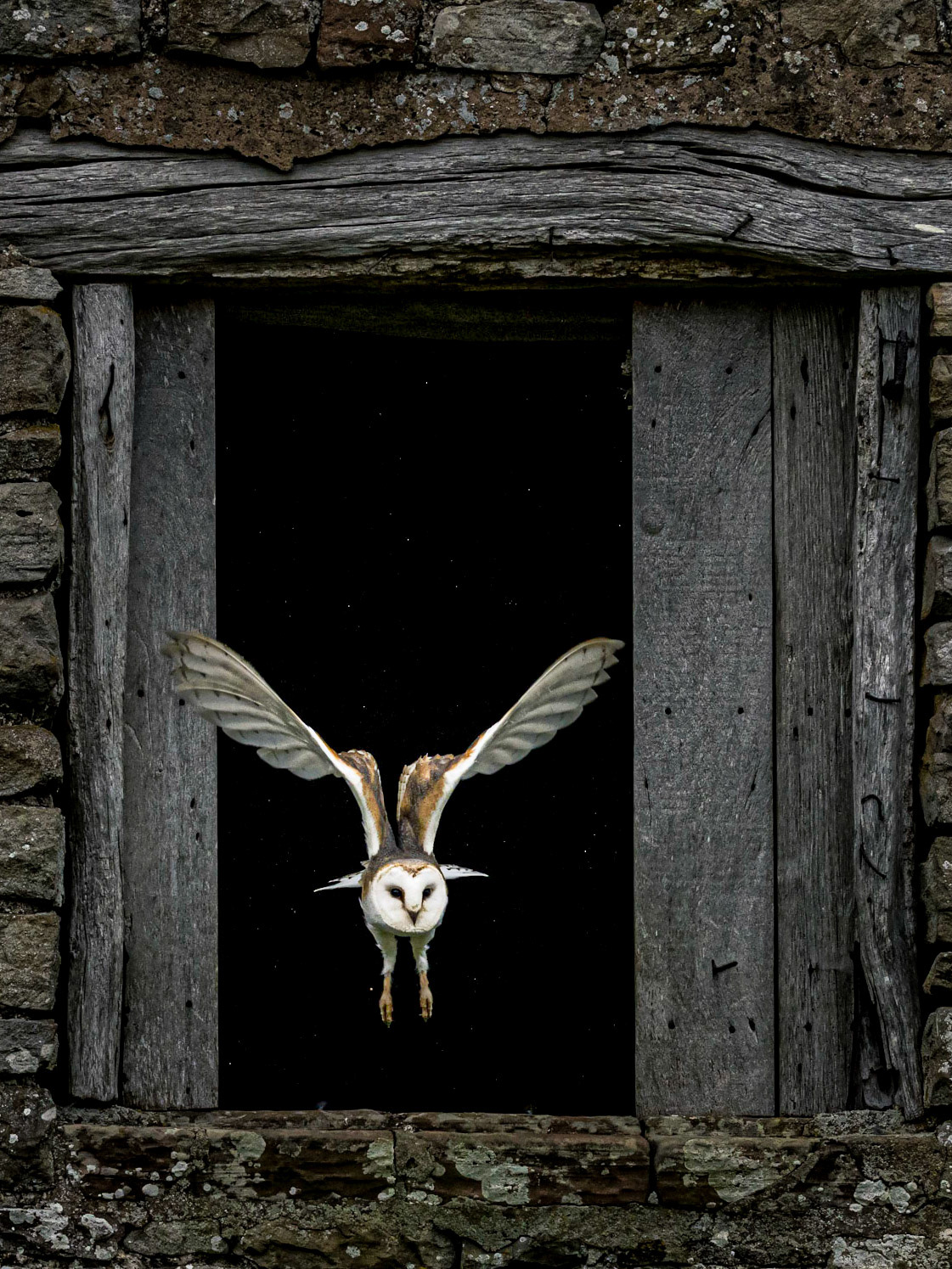Barn Owl Leaving The Roost