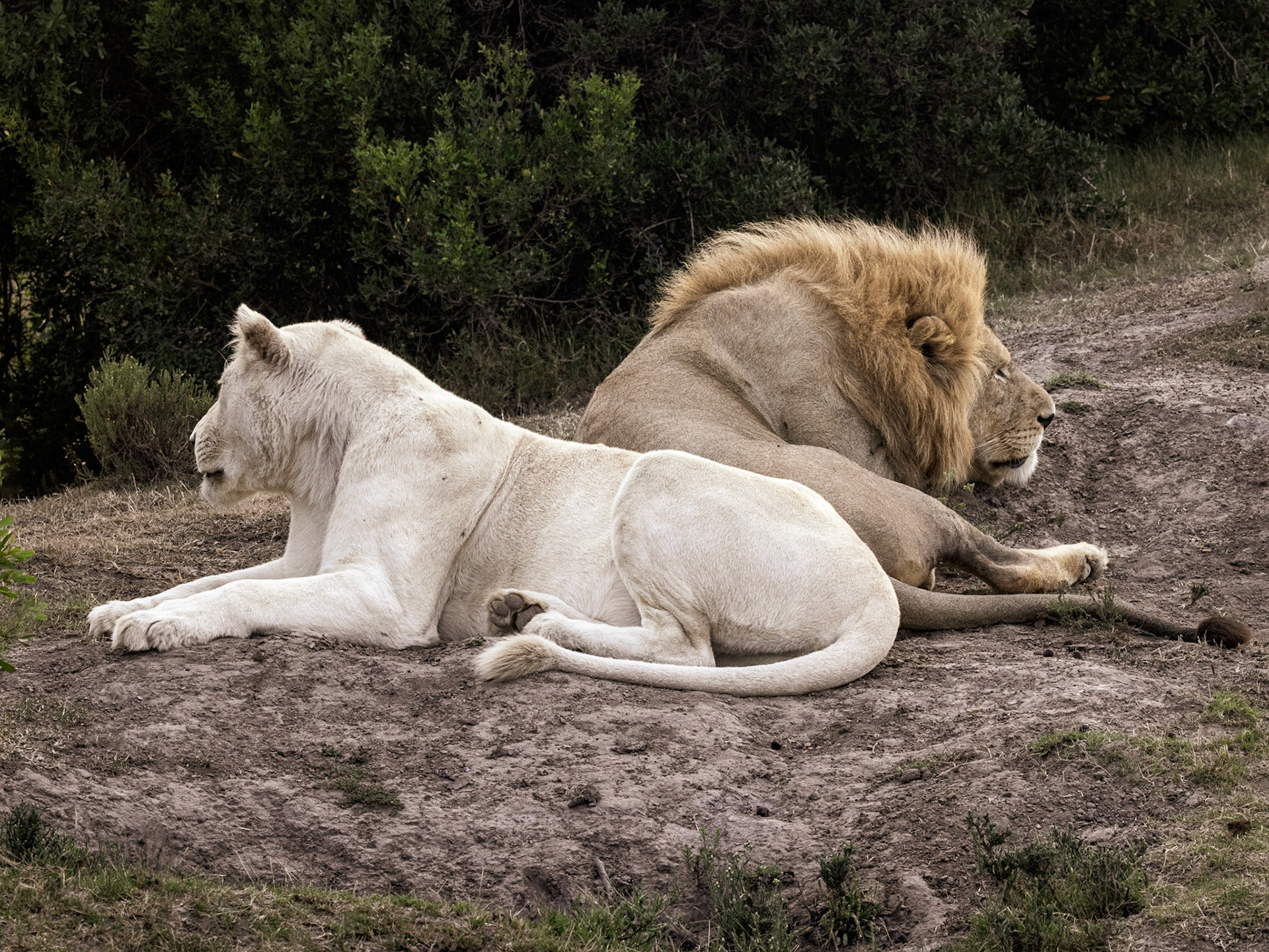 The White Lioness With Her Mate