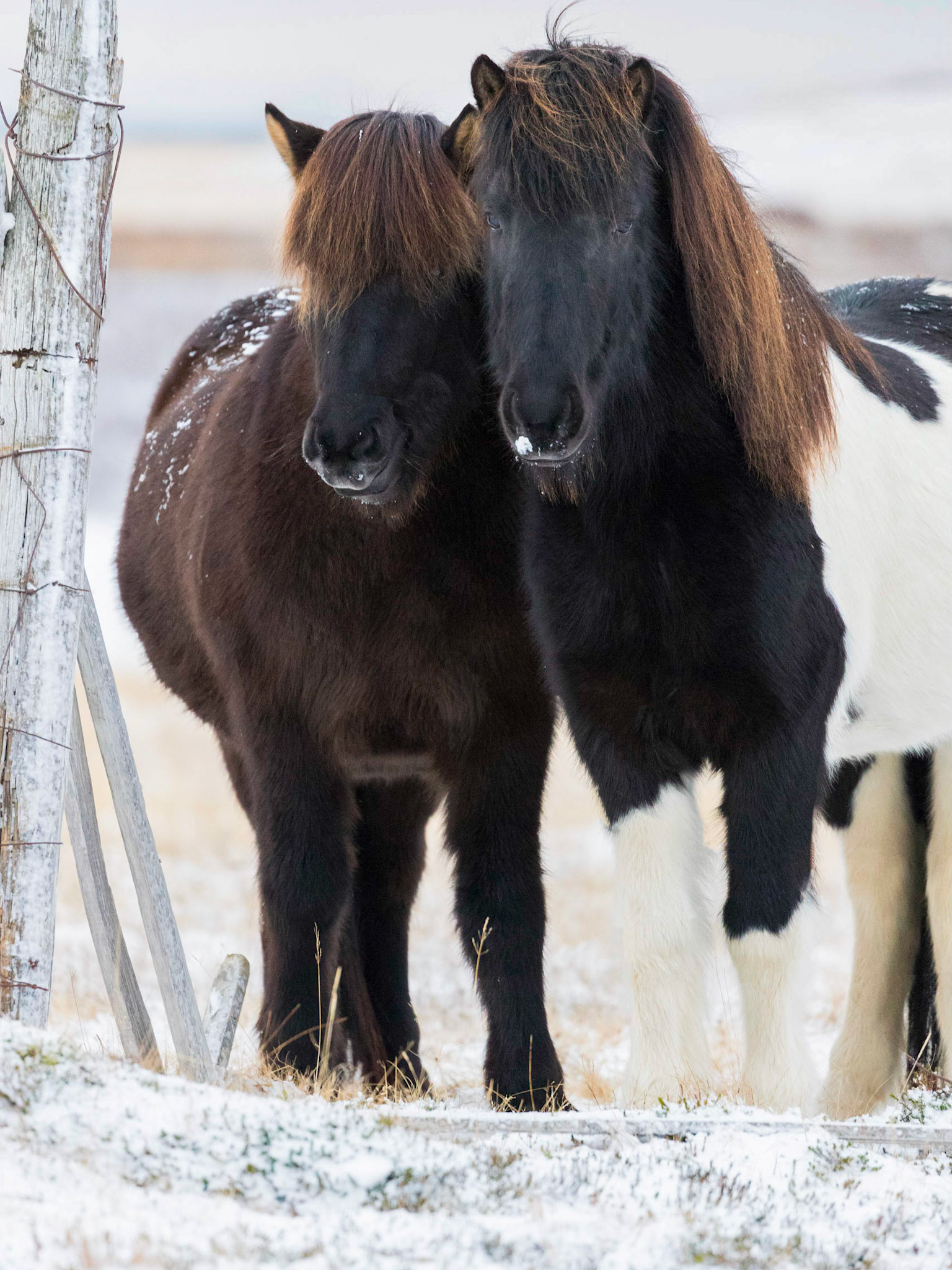 Icelandic Horses