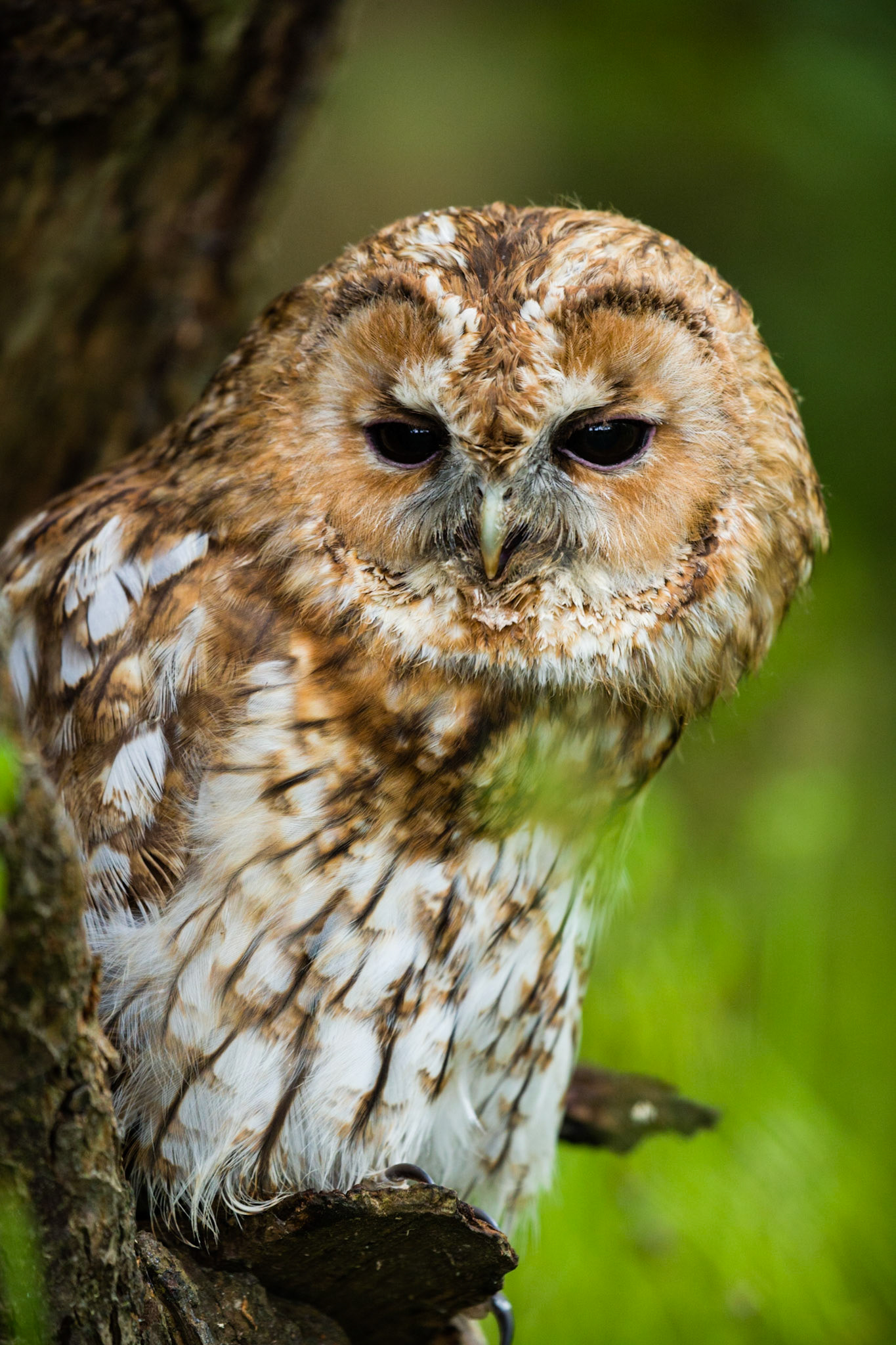 Tawny Owl