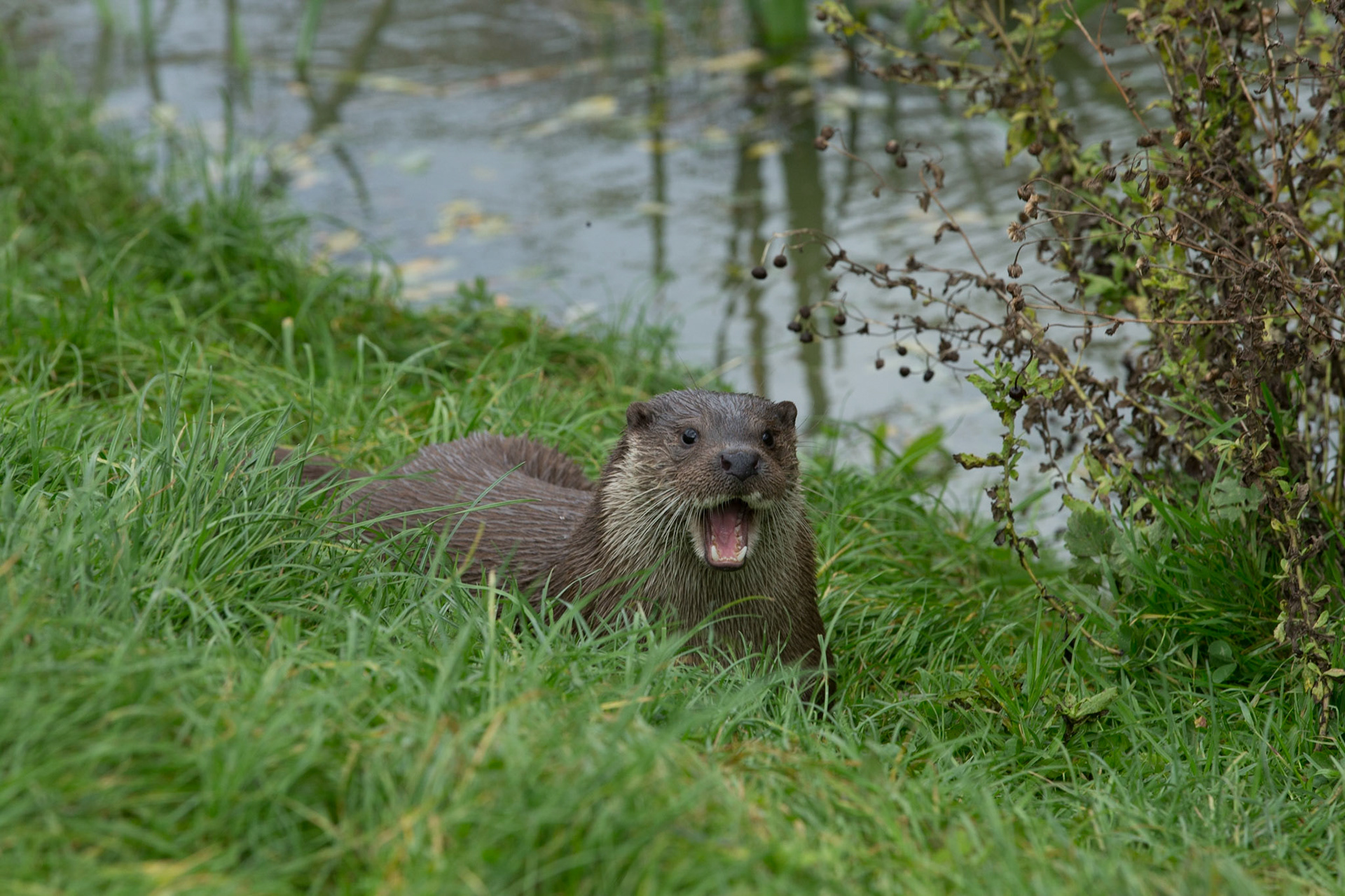European Otter