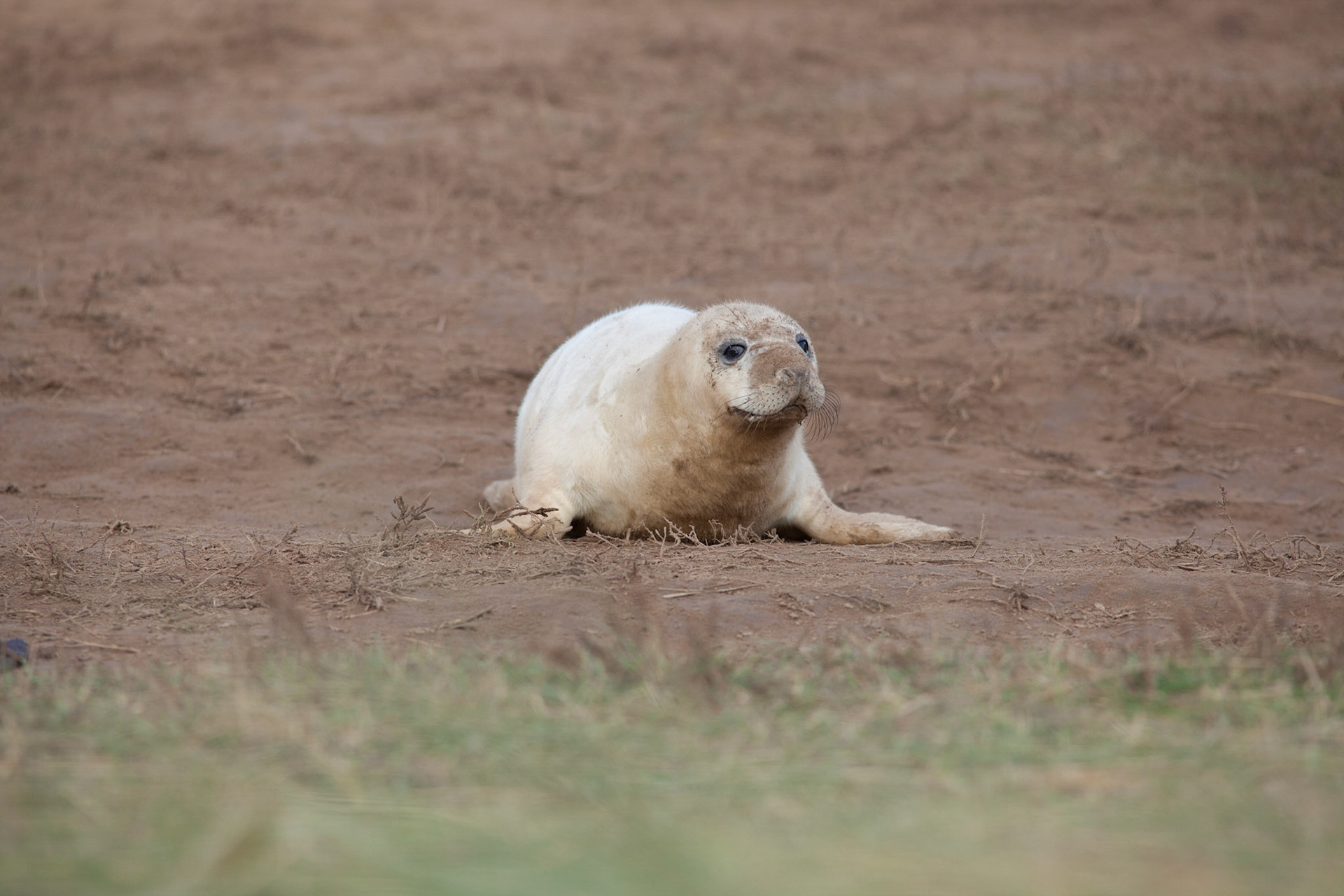 Seal Pup