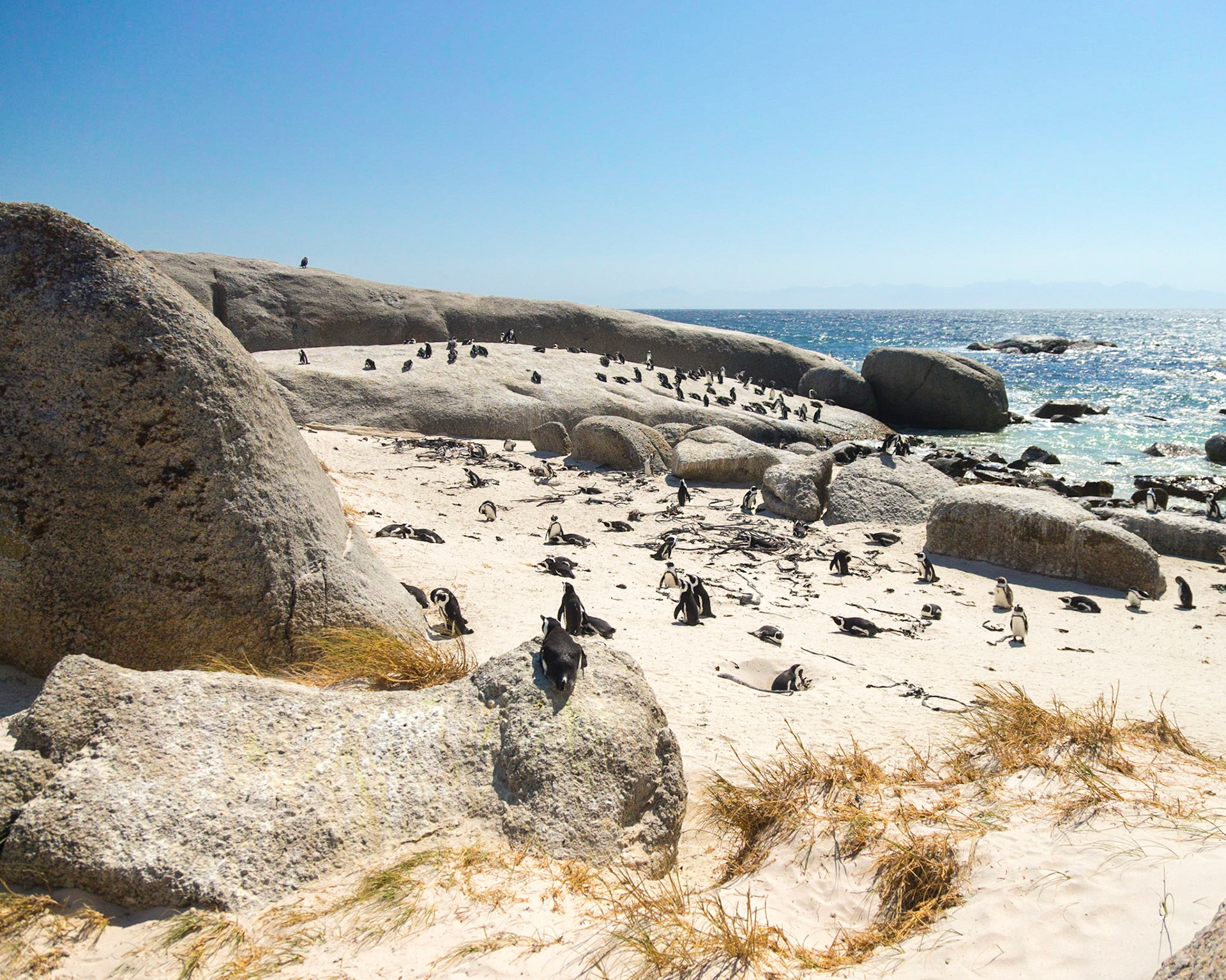 Boulders Beach is located a few kilometres to the south of Simon's Town, in the direction of Miller's Point. Here small coves with white sandy beaches and calm shallow water are interspersed between boulders of Cape granite. There has been a colony of African penguins at Boulders Beach since 1985.  The African penguin (Spheniscus demersus), also known as the jackass penguin and black-footed penguin is a species of penguin, confined to southern African waters.