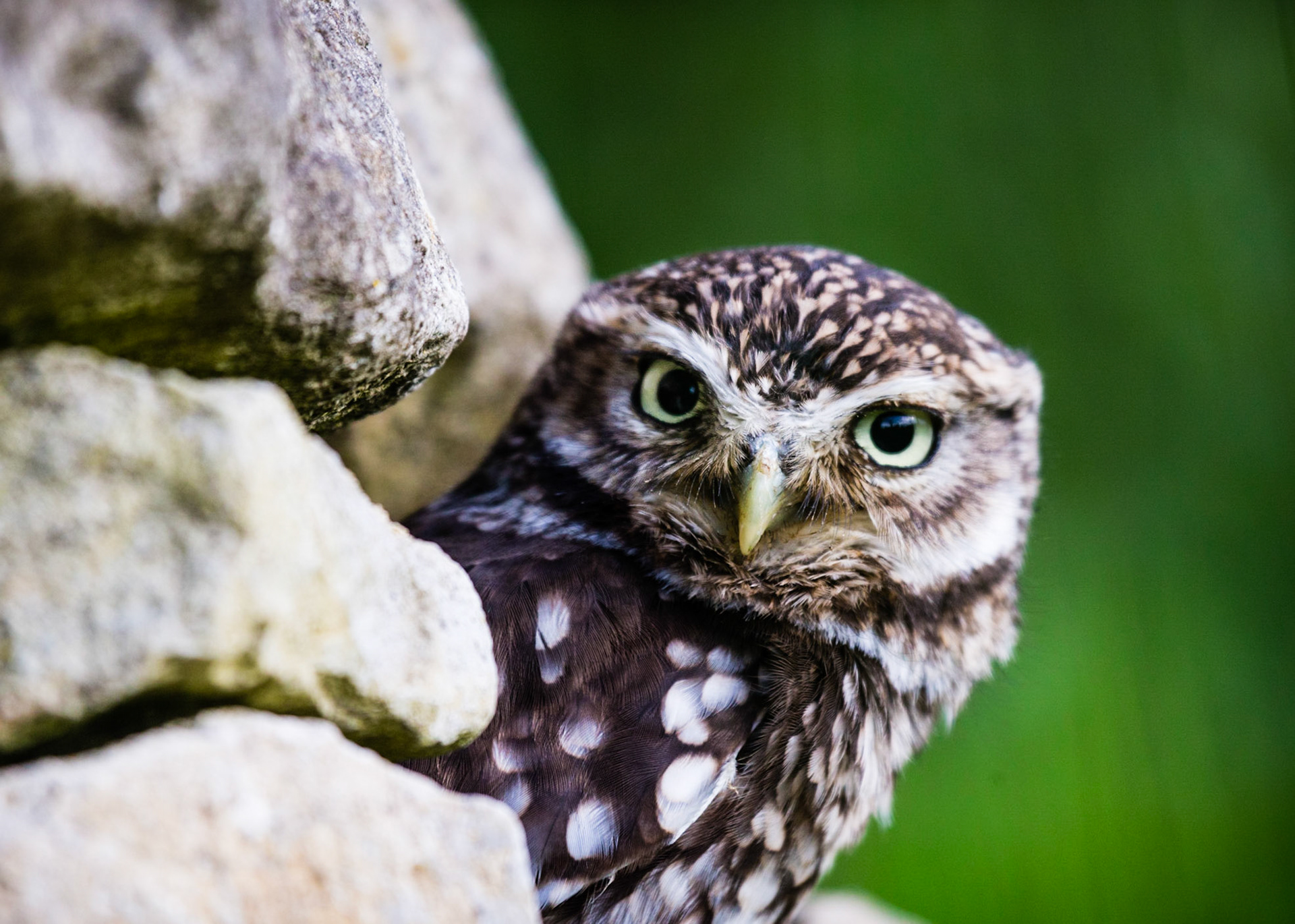 Little Owl