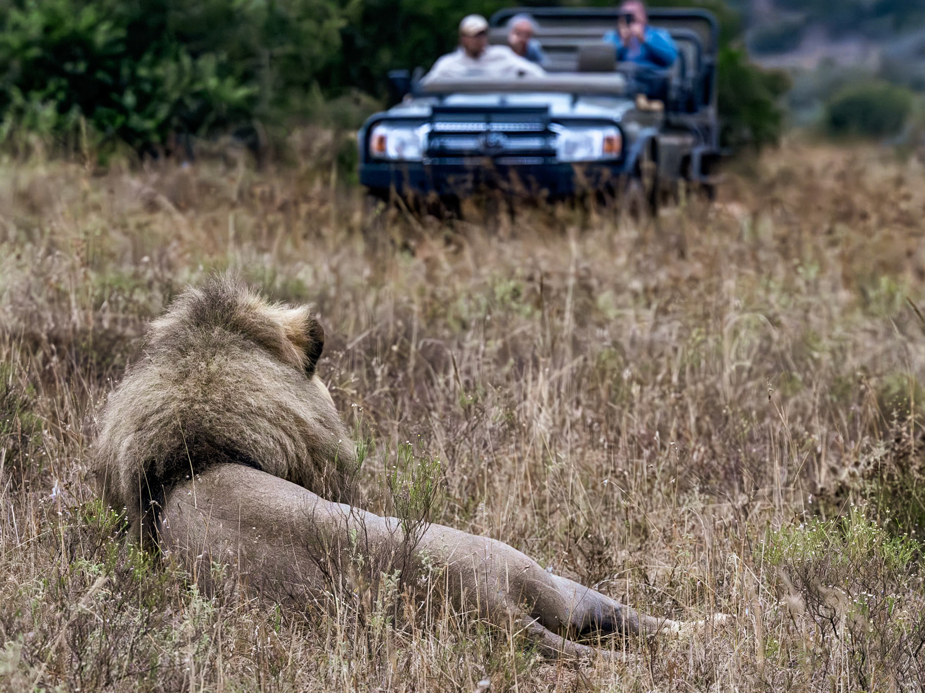 The Lion Watching And Waiting