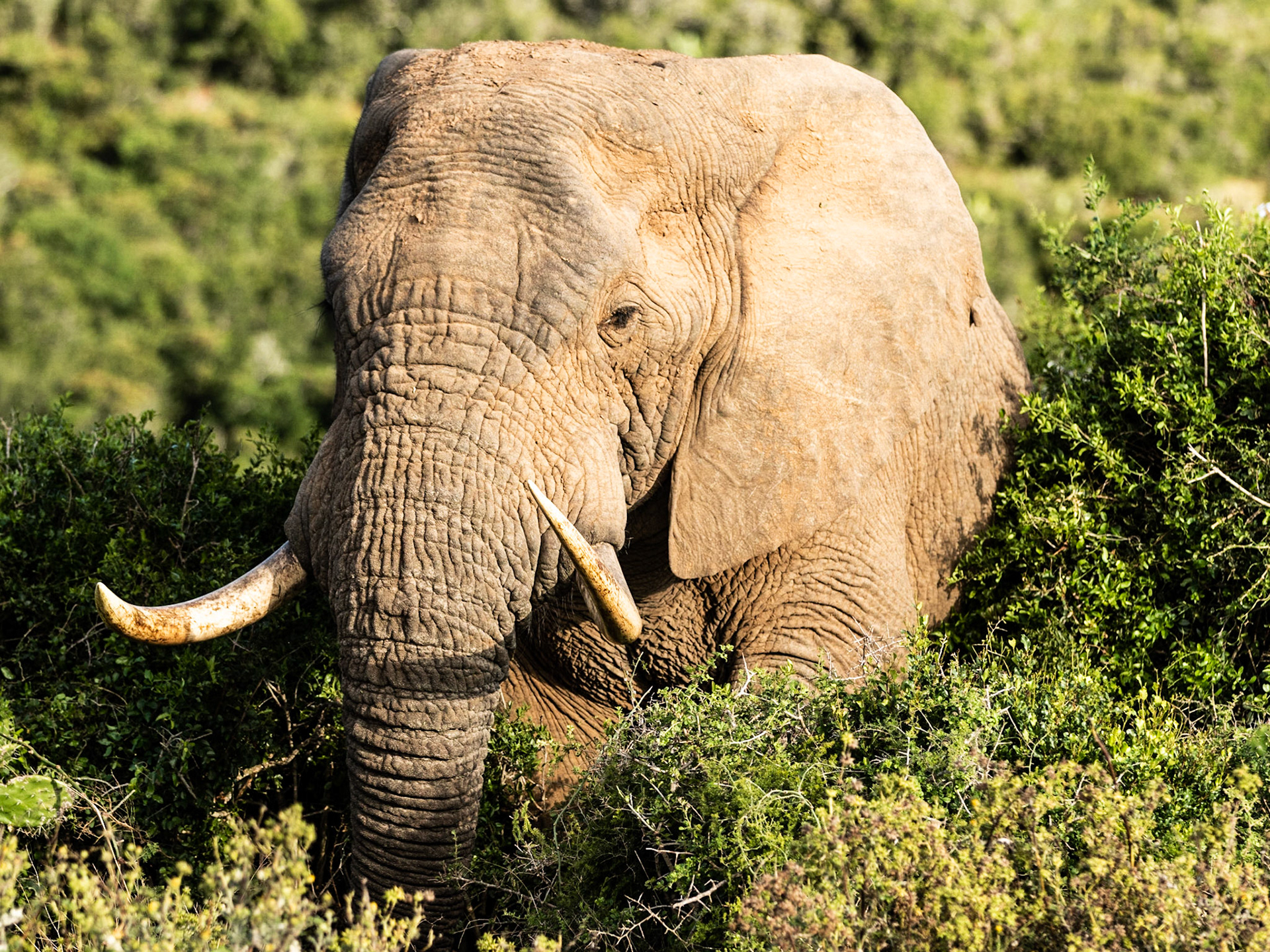 African Elephant In Monochrome