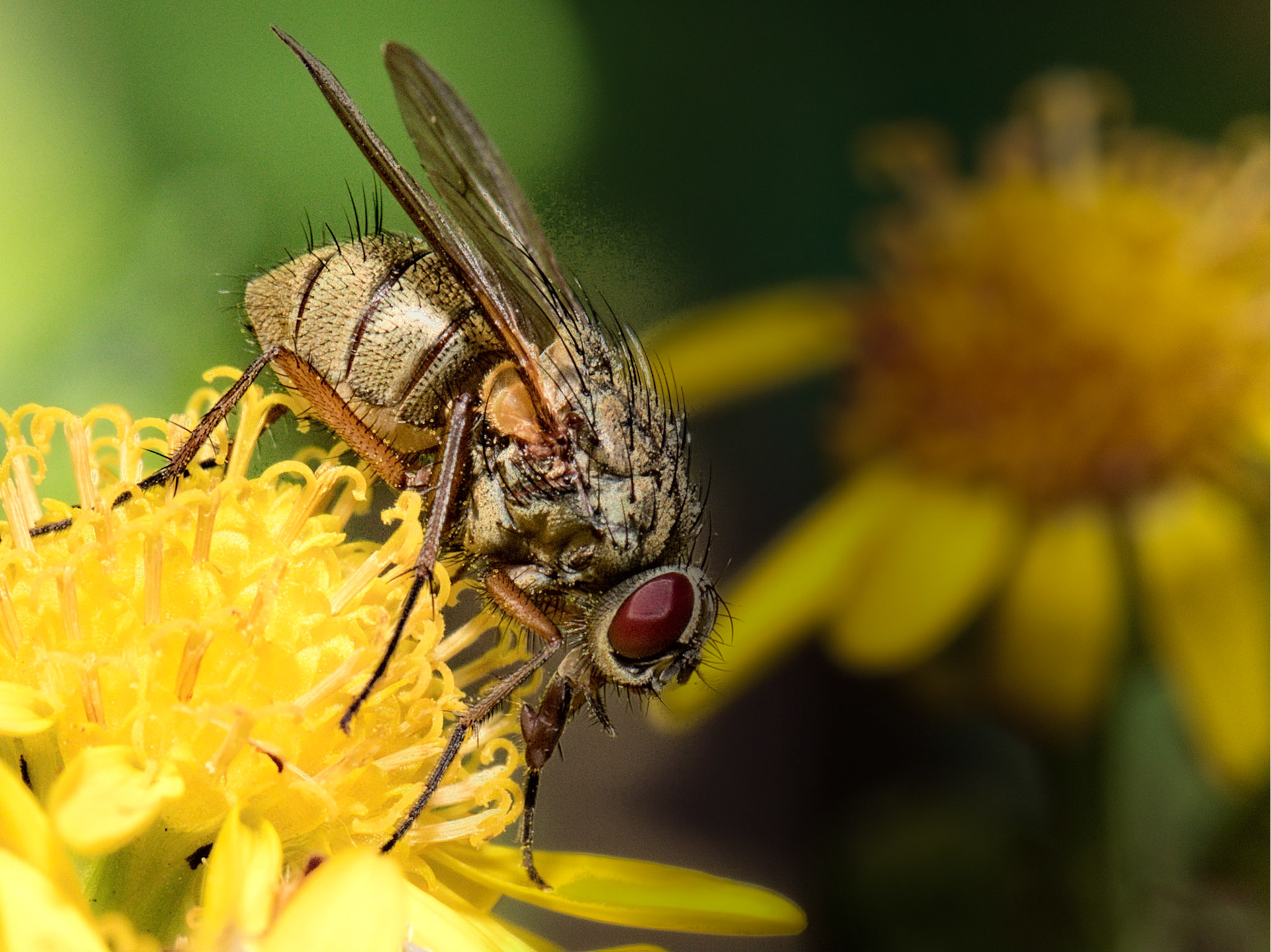 The Anthomyiidae are a large and diverse family of Muscoidea flies. Most look rather like small houseflies, but are commonly drab grey. The genus Anthomyia, in contrast, is generally conspicuously patterned in black-and-white or black-and-silvery-grey.