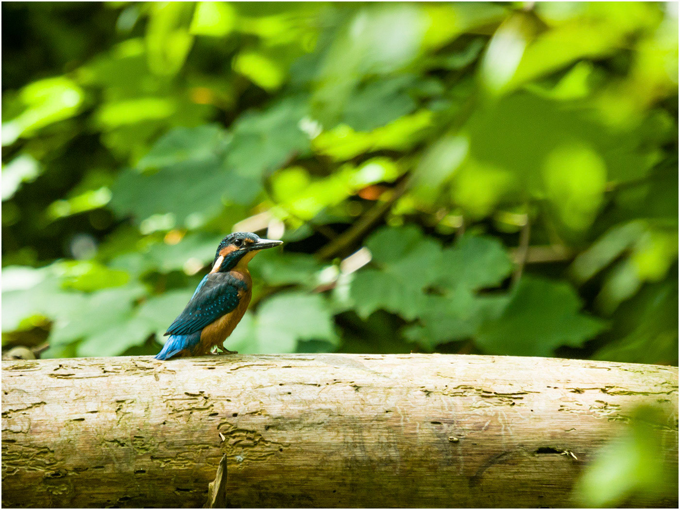 The Eurasian Kingfisher (Alcedo atthis)
