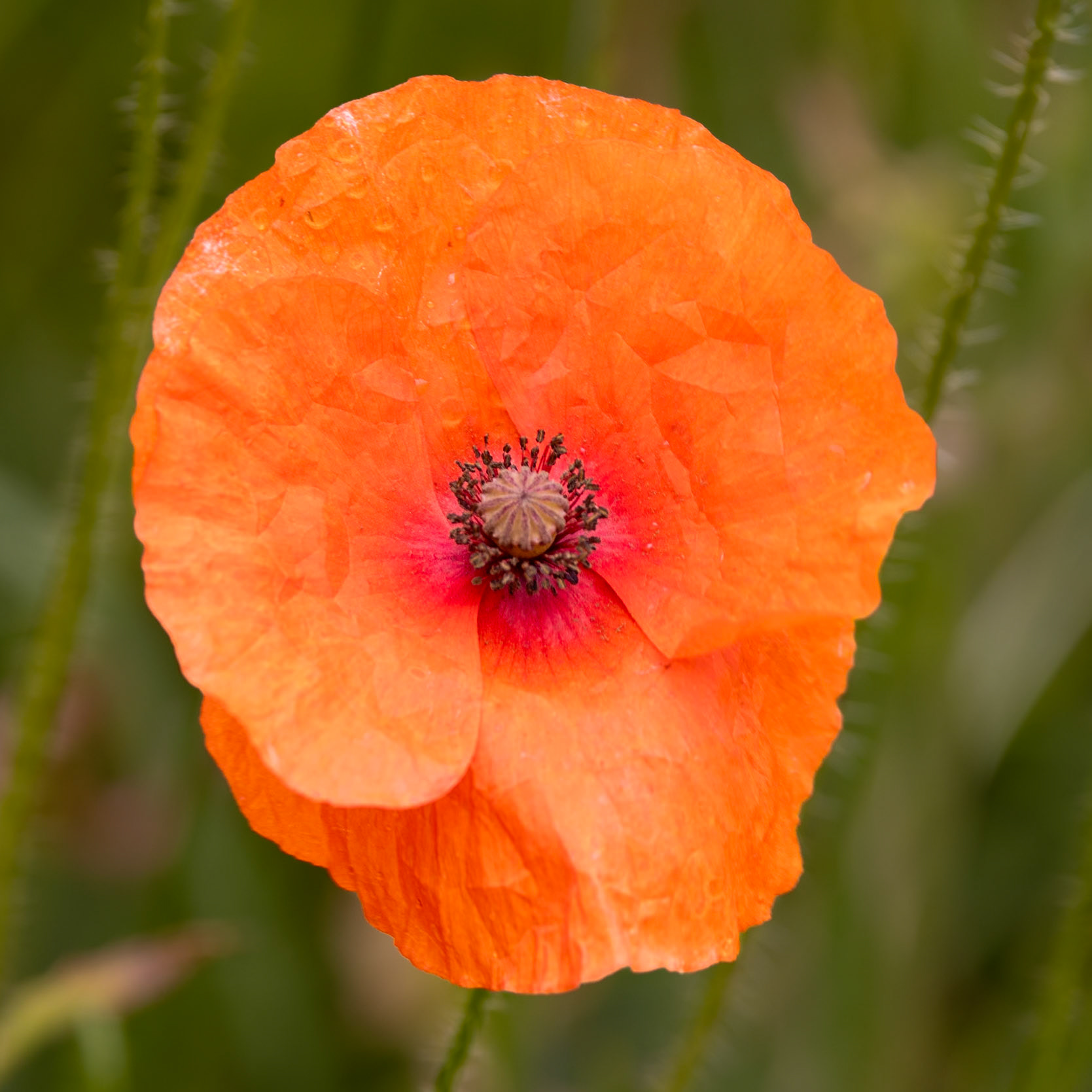 The Corn Poppy or Field Poppy