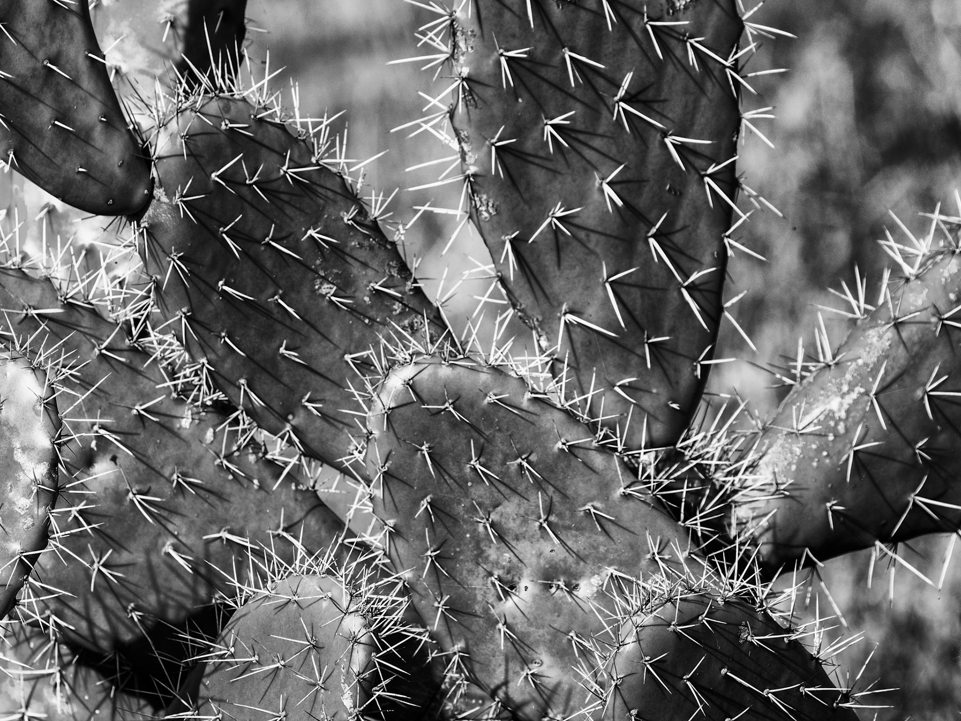 A cactus (plural: cacti, cactuses, or cactus)[3] is a member of the plant family Cactaceae.  Cacti occur in a wide range of shapes and sizes. Most cacti live in habitats subject to at least some drought. Many live in extremely dry environments, even being found in the Atacama Desert, one of the driest places on earth. Cacti show many adaptations to conserve water. Almost all cacti are succulents, meaning they have thickened, fleshy parts adapted to store water. Unlike many other succulents, the stem is the only part of most cacti where this vital process takes place. Most species of cacti have lost true leaves, retaining only spines, which are highly modified leaves. As well as defending against herbivores, spines help prevent water loss by reducing air flow close to the cactus and providing some shade. In the absence of leaves, enlarged stems carry out photosynthesis.
