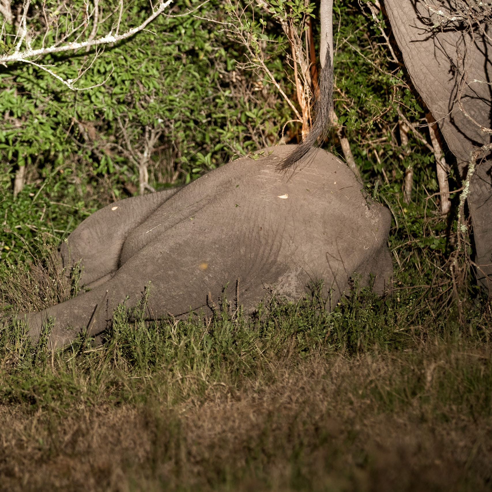 A Sleeping Elephant Calf watched Over By His Mother