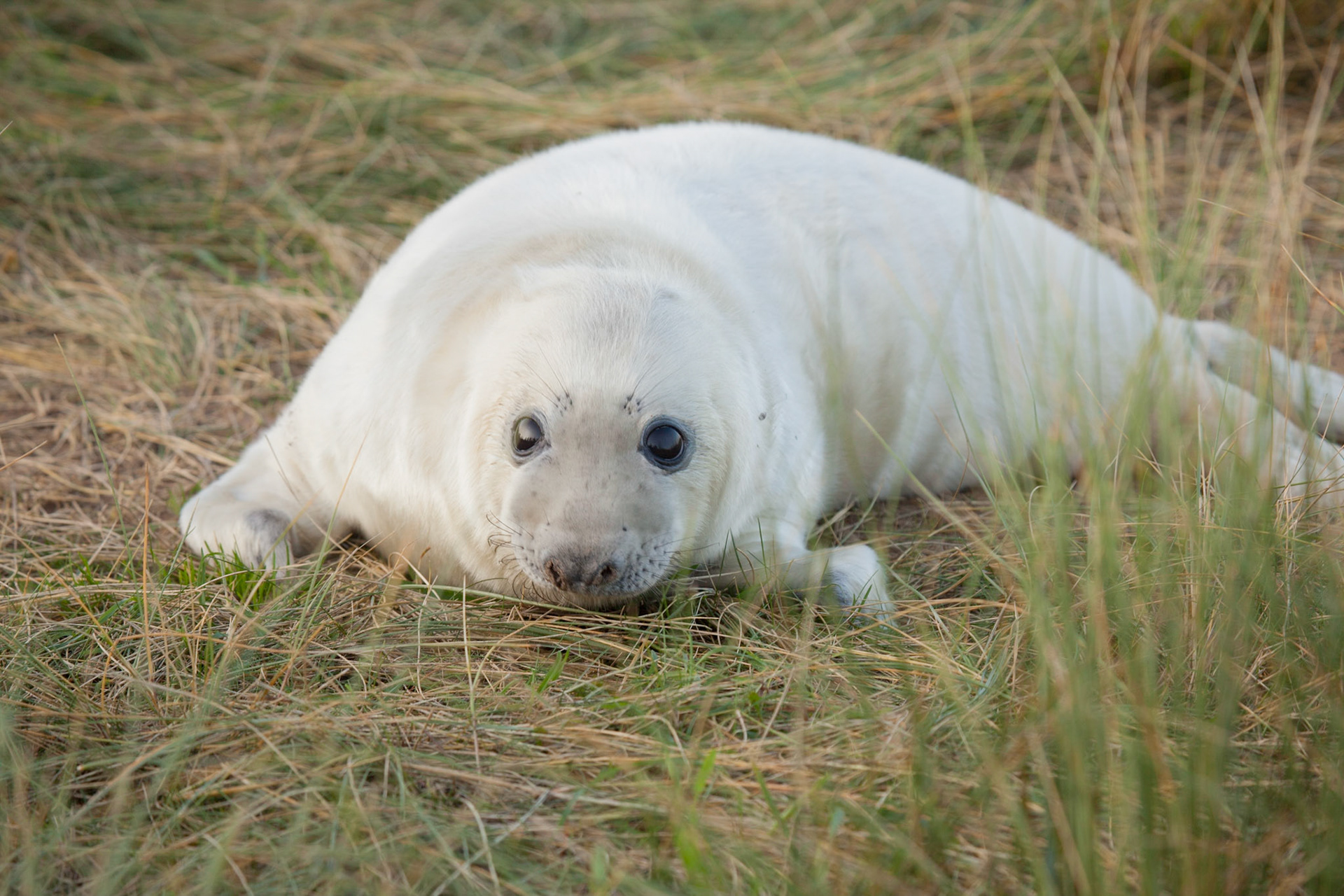 Seal Pup Watching Me