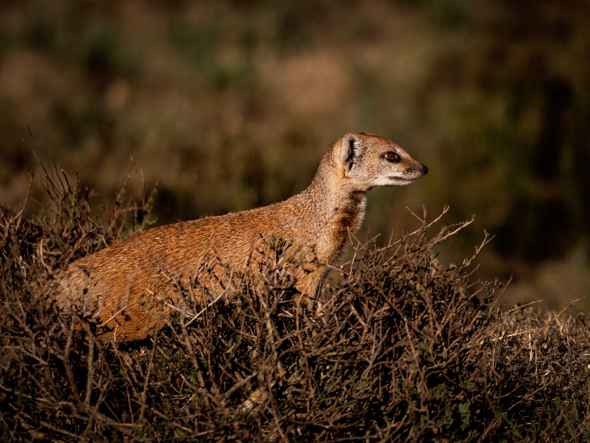 The Yellow Mongoose or Meerkat