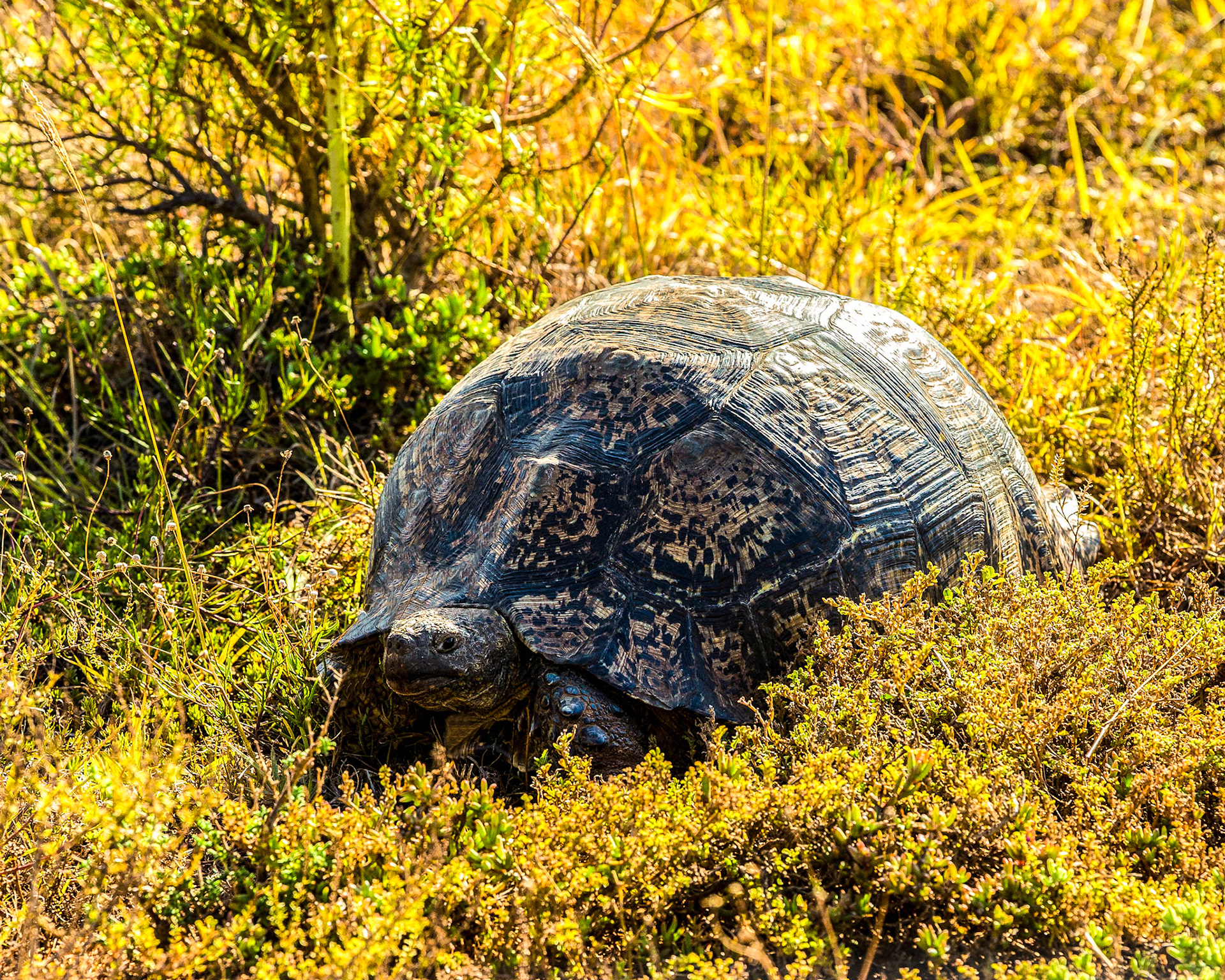 The Leopard Tortoise