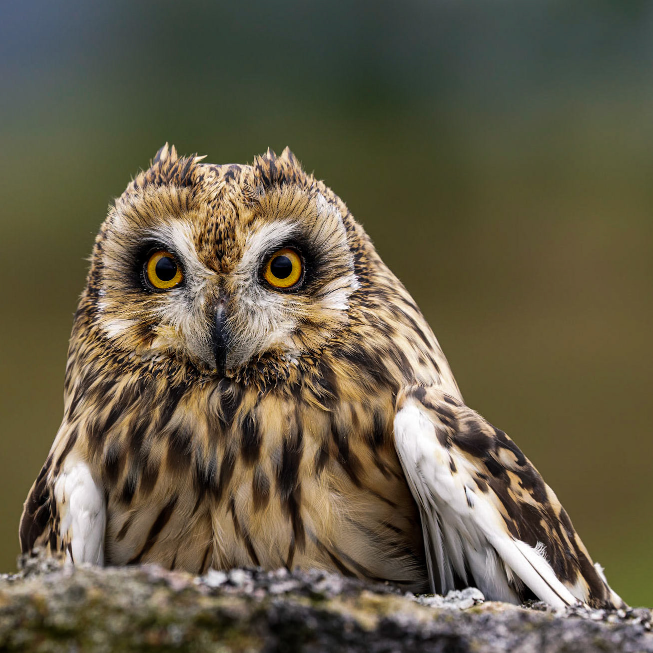 Short Eared Owl
