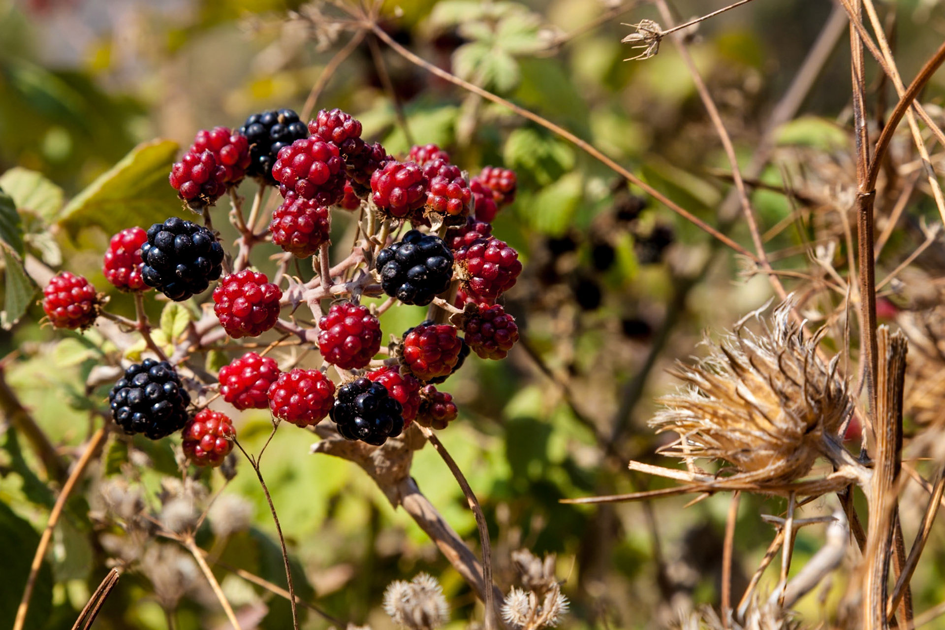 Blackberries Ripening In The Sun