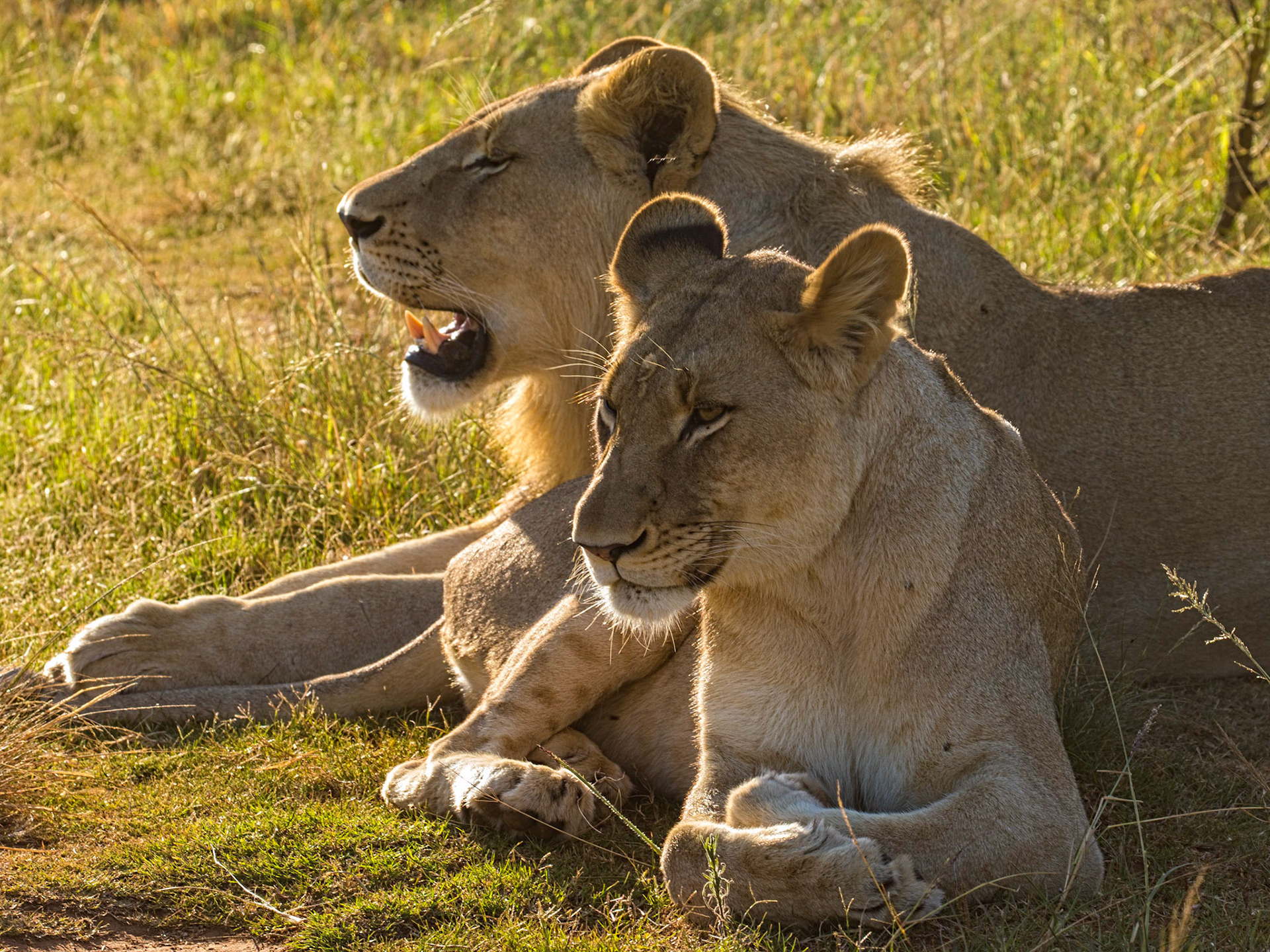 Hunting lions by stalking is usually conducted in daylight hours when there is sufficient light to spot the lion, which will usually be resting.