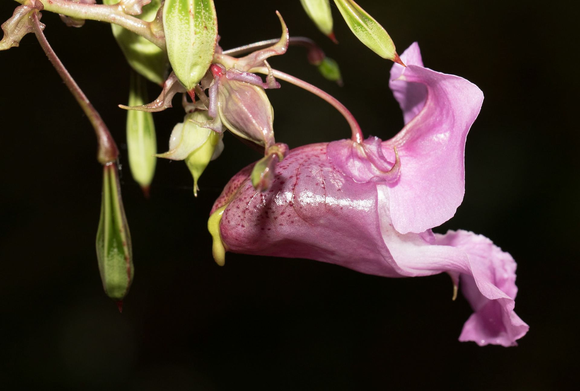 This orchid is widespread and locally common in southern England. It extends northwards to Manchester or so where it overlaps with the Northern Marsh Orchid. This Orchid favours damp or even marshy ground and can also be found in dune slacks. The leaves are usually unspotted. The flowers tend to be markedly 'pink' and have spots or short dashes on the lip rather than the bold continuous lines of the Common Spotted Orchid. The lip is broad and lacks the prominent central tooth of that species. The Southern Marsh hybridizes freely with the Common Spotted and Northern Marsh Orchids making identification sometimes tricky.