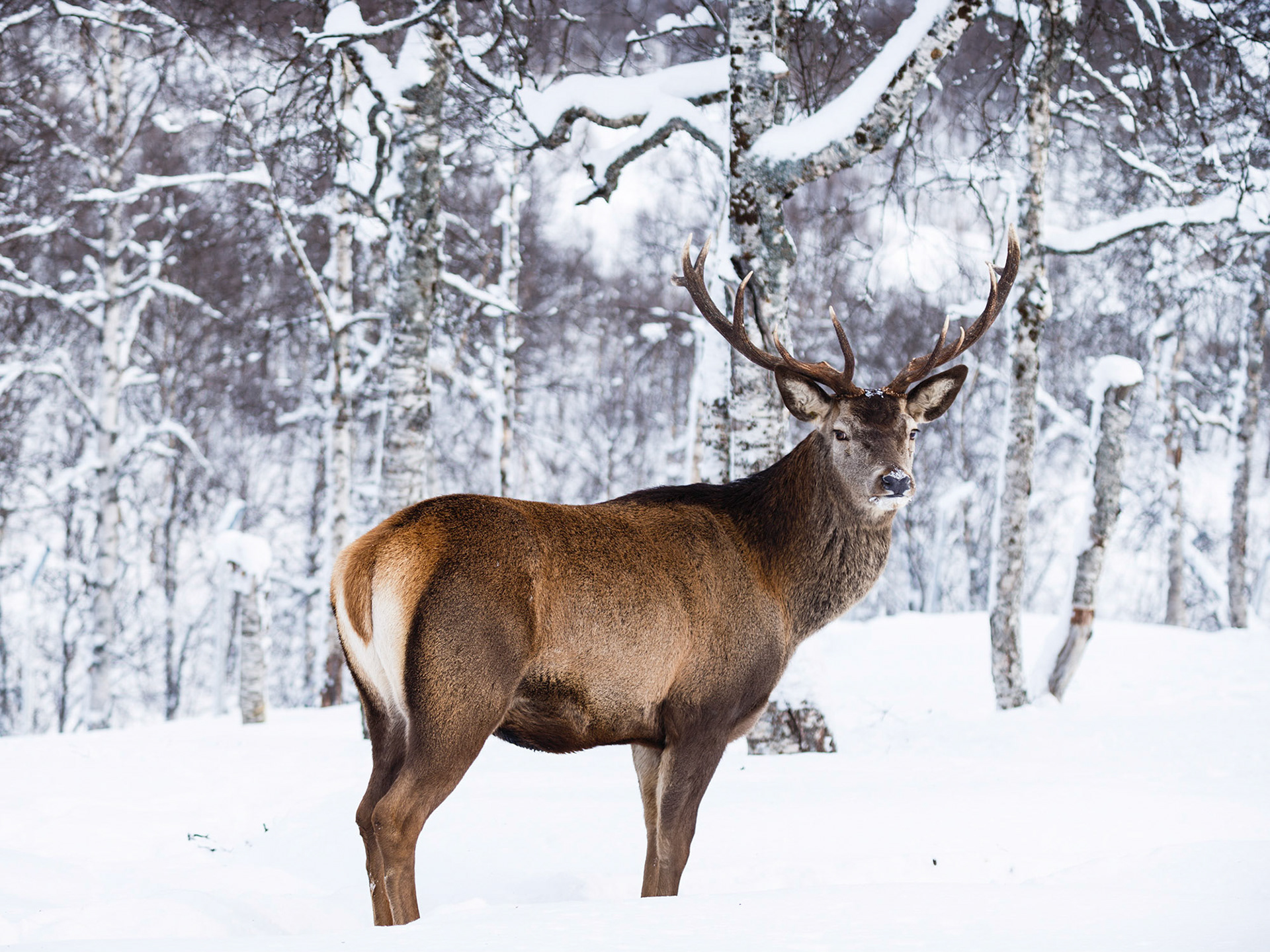 Reindeer (Rangifur tarandus) In The Snow