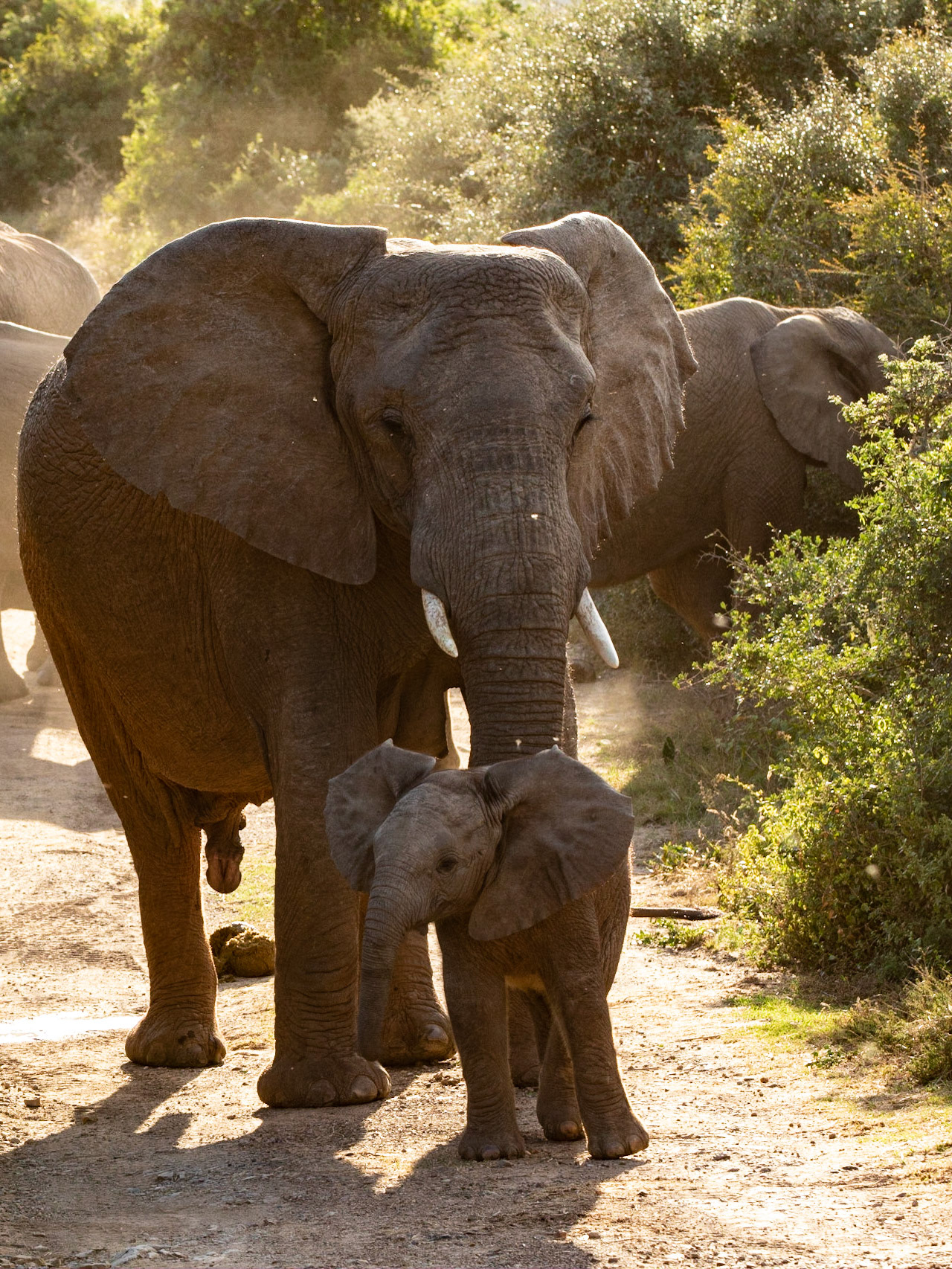 Female Elephant Watching Calf Protectively