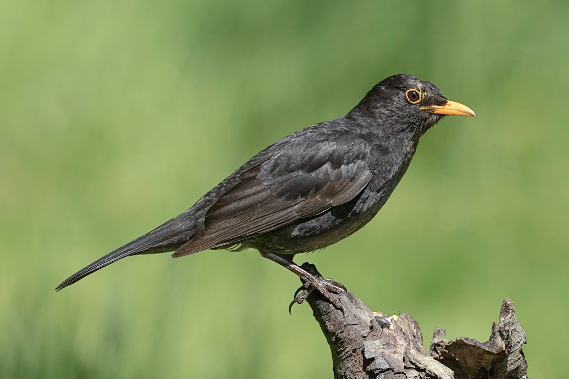 Blackbird (Turdus merula)