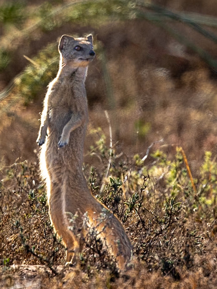 The Yellow Mongoose or Meerkat