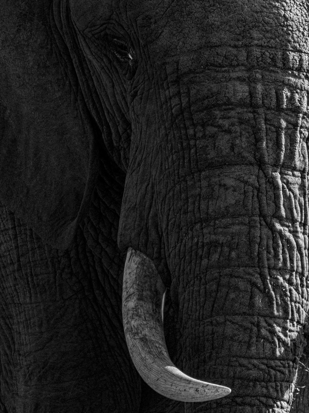 The African Elephant Close Up in Monochrome