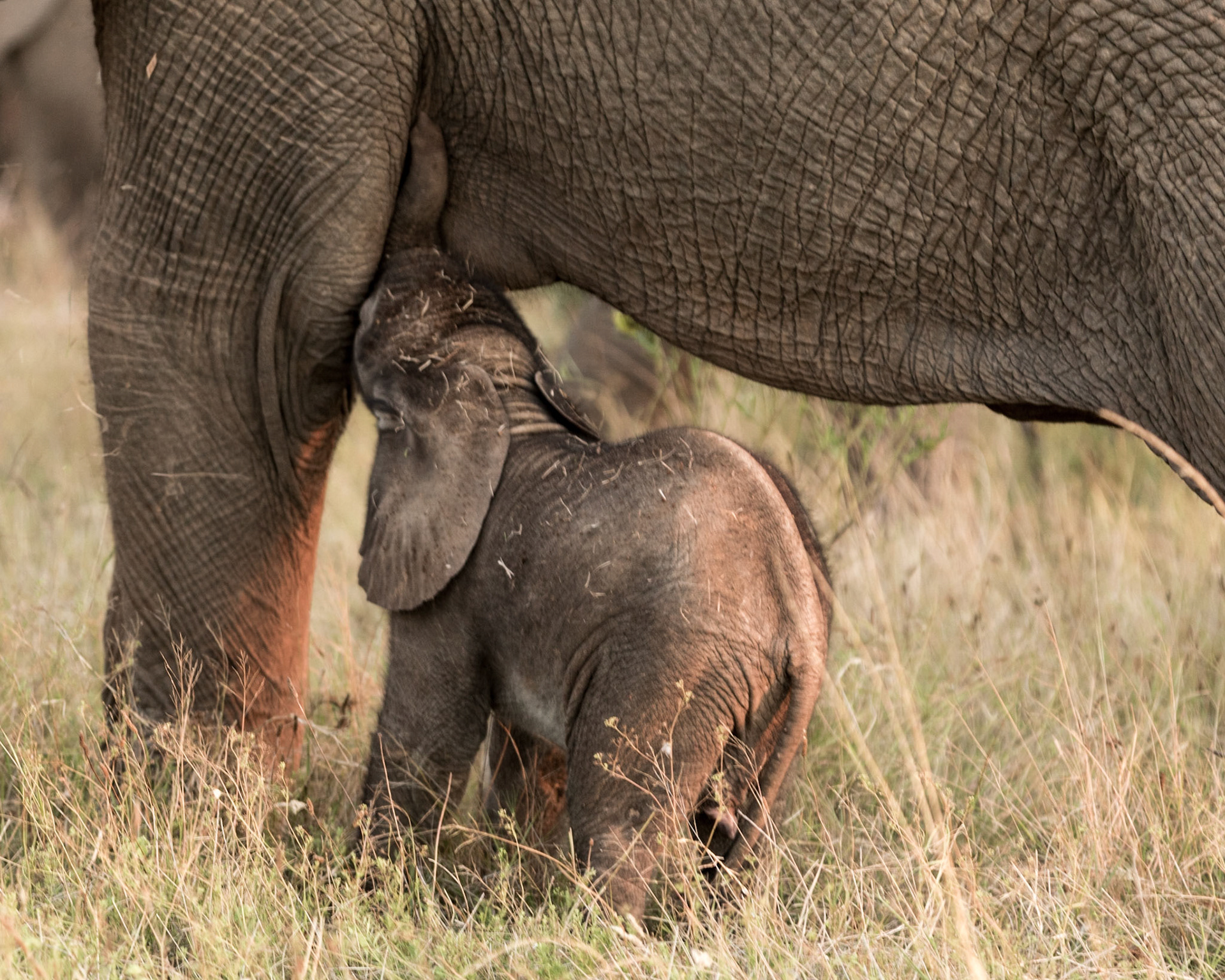 New Born Elephant Calf Suckling From Its Mother