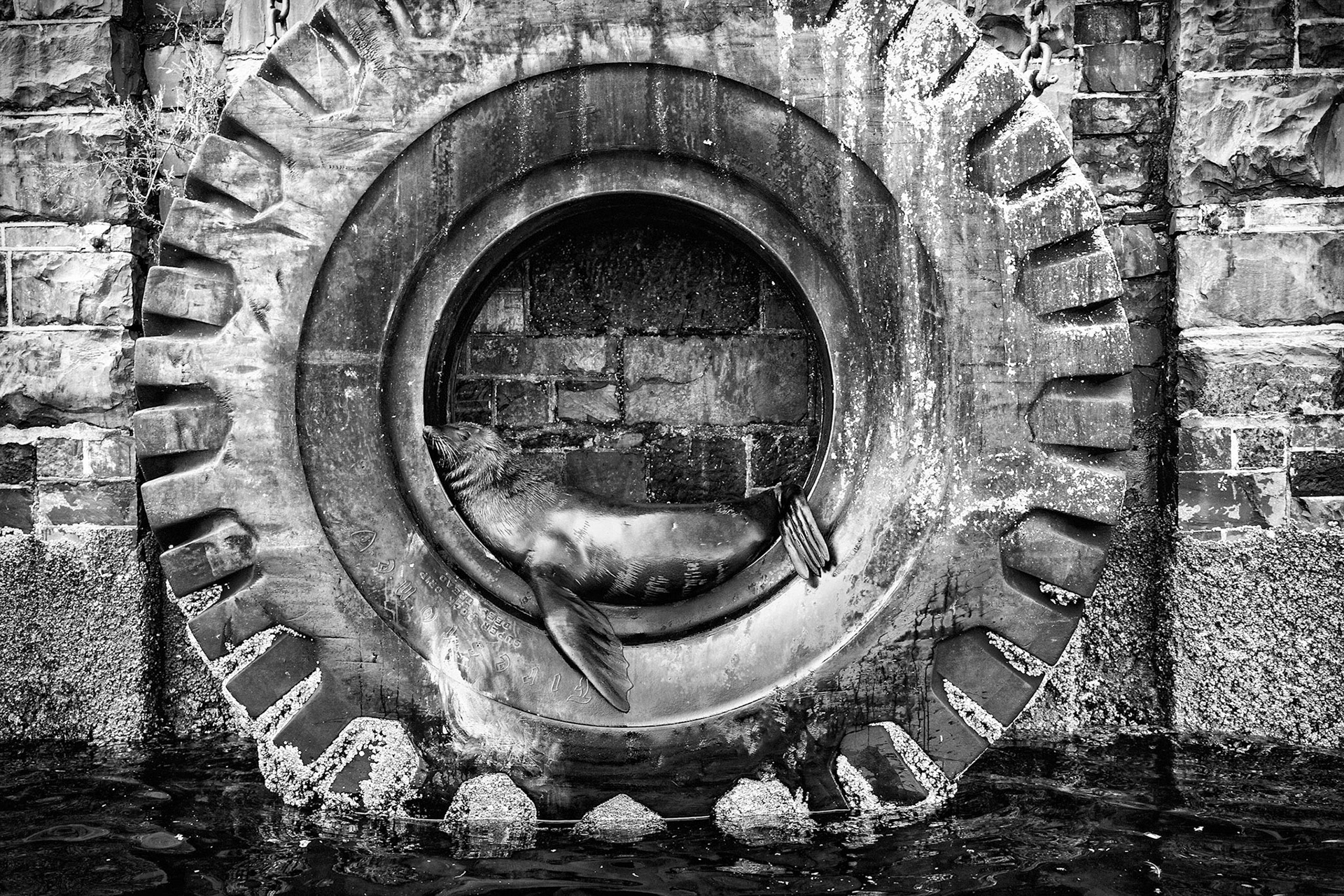 The Victoria &amp; Alfred Waterfront, neighbouring the Table Bay harbour is almost as synonymous with a visit to Cape Town, as the Table Mountain that looks upon it from up high.  Developed from redundant docklands, this vast property now blends seamlessly and attractively with the working harbour.  Cape Fur Seals would ordinarily shack up on off shore islands, but these fluffy sea creatures obviously have impeccable taste, as they’ve made the Waterfront their home. They can be found inside old tires lining the quayside.