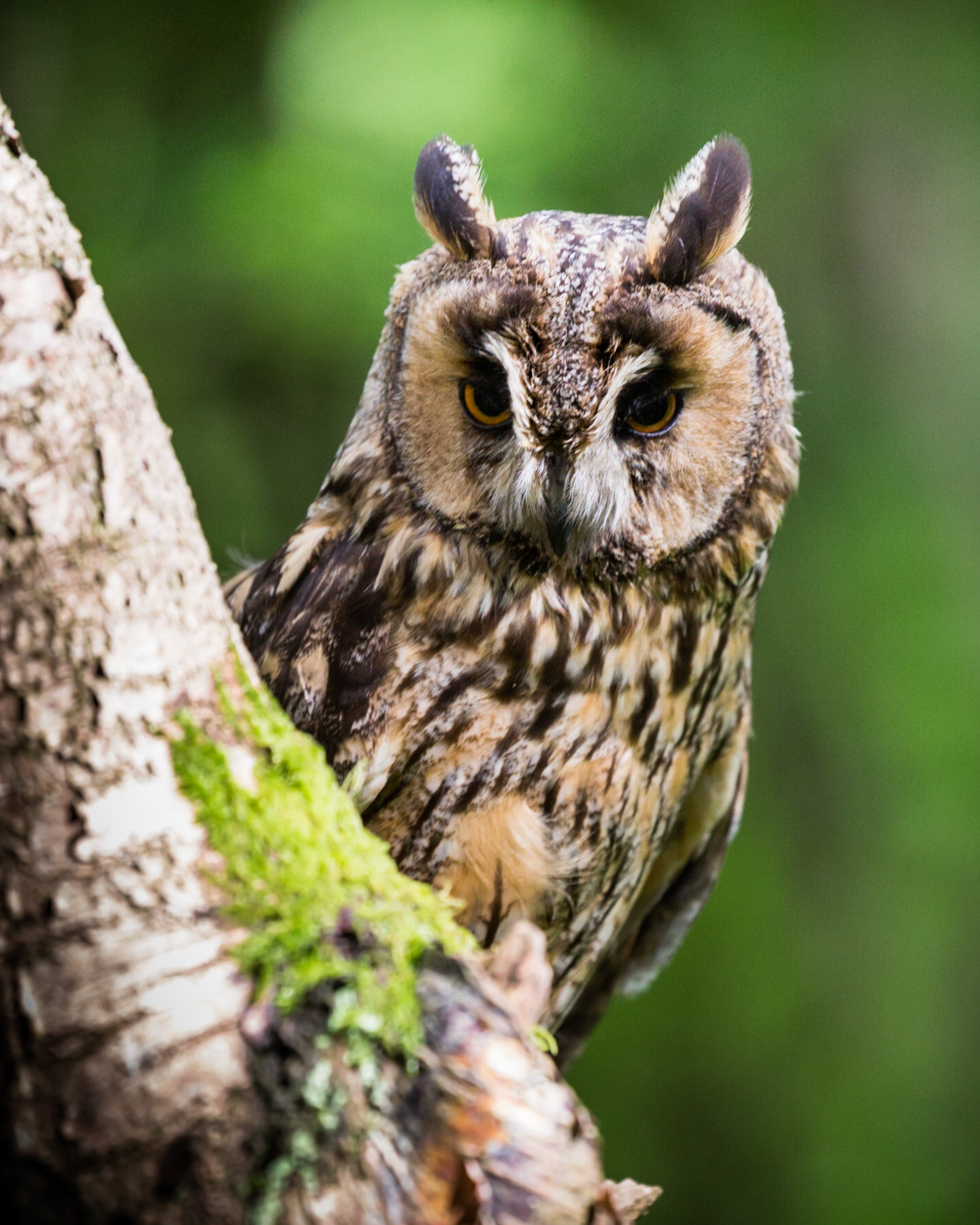 Long Eared Owl