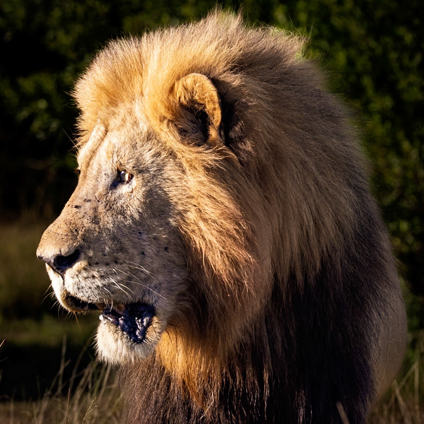 The Male Lion In The Early Morning Sunlight