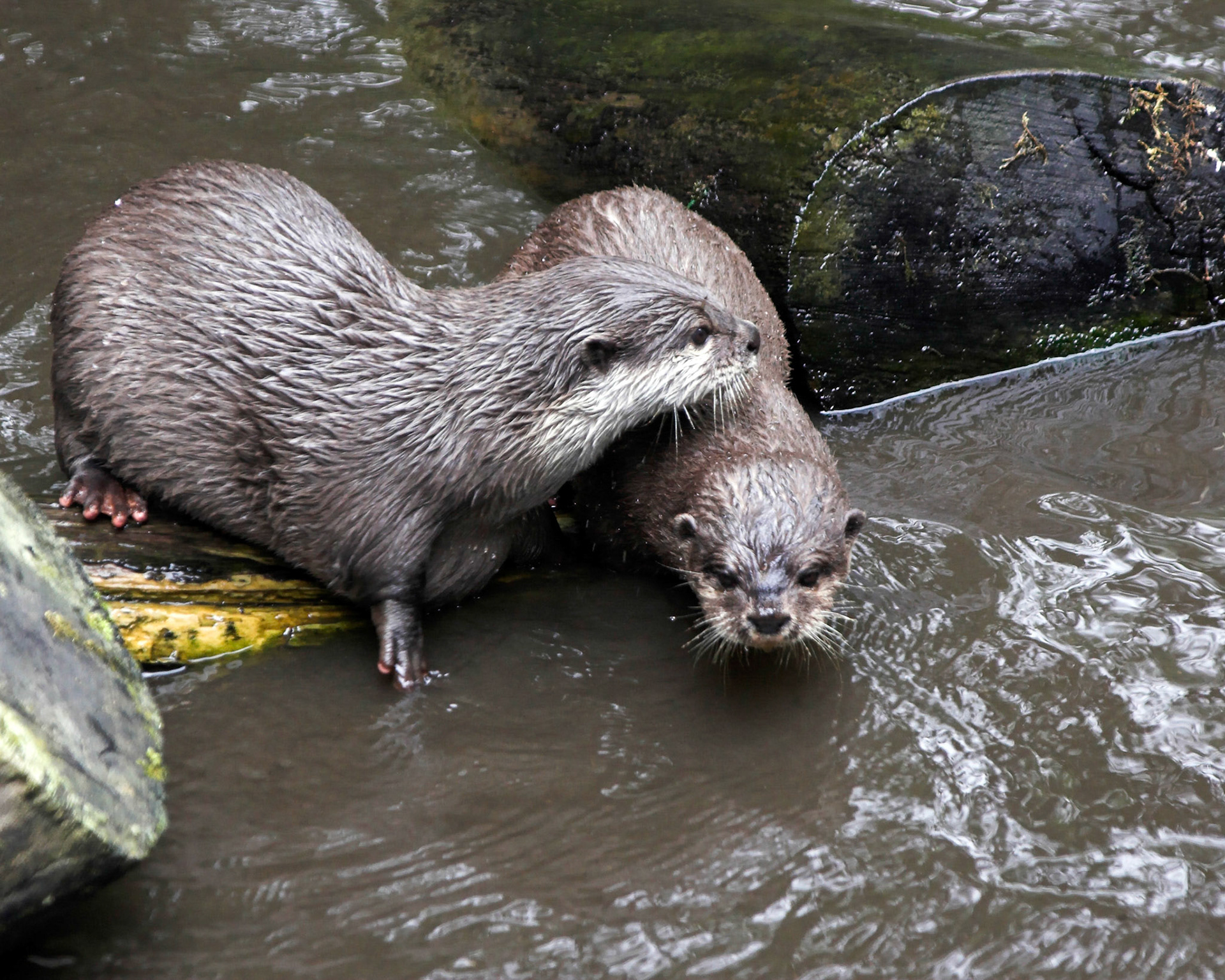 Asian Short Clawed Otters