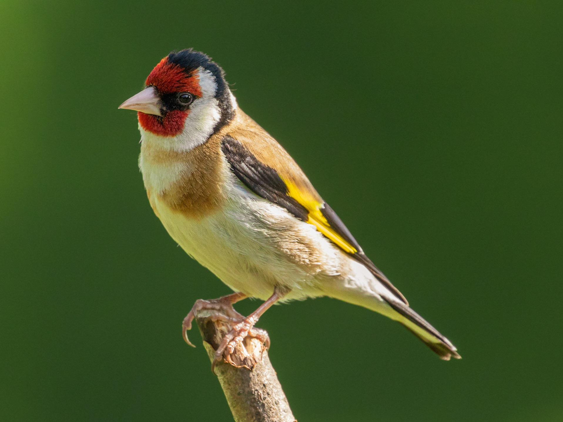 Goldfinch