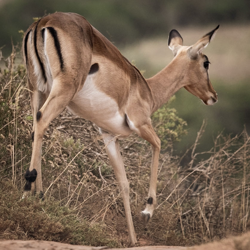 The Impala Skipping Away