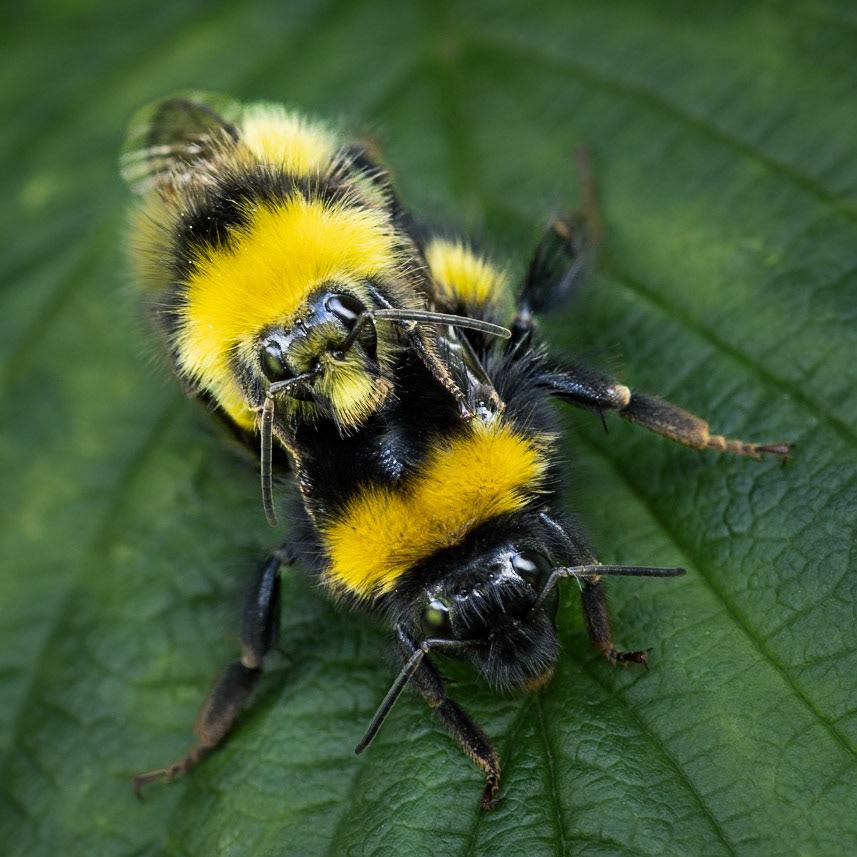 Buff-tailed Bumblebees Mating