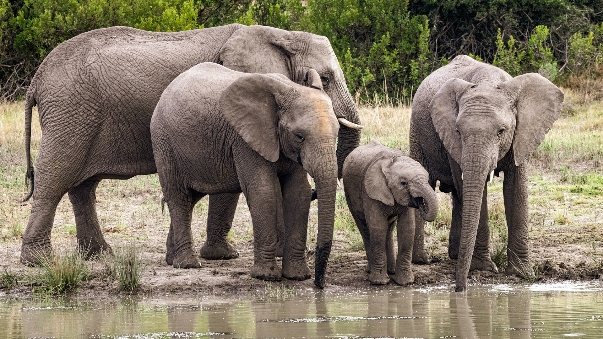 African Elephants At The Waterhole
