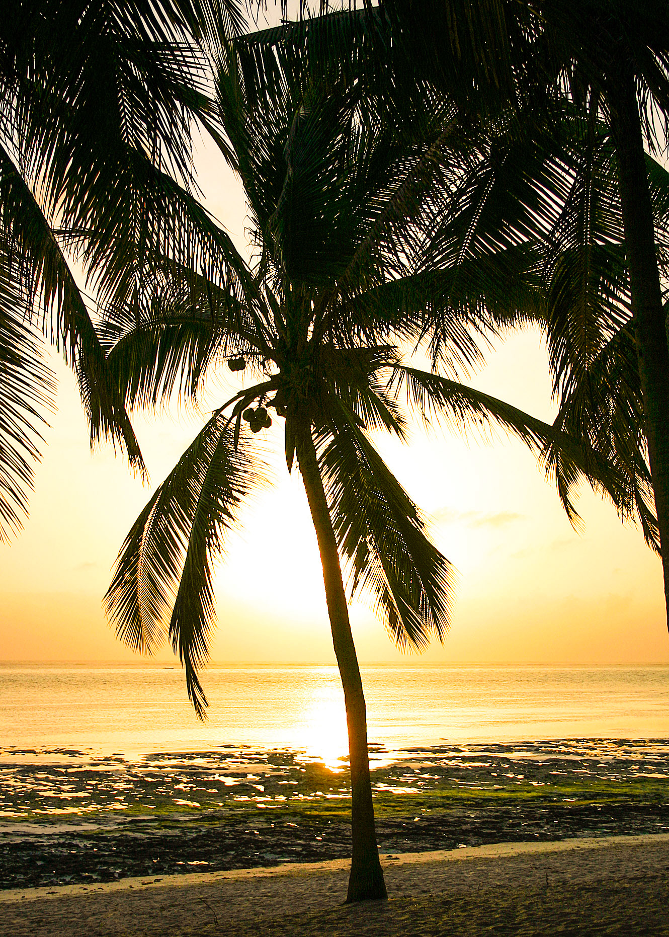 Palm Trees In The Sunset, Zanzibar