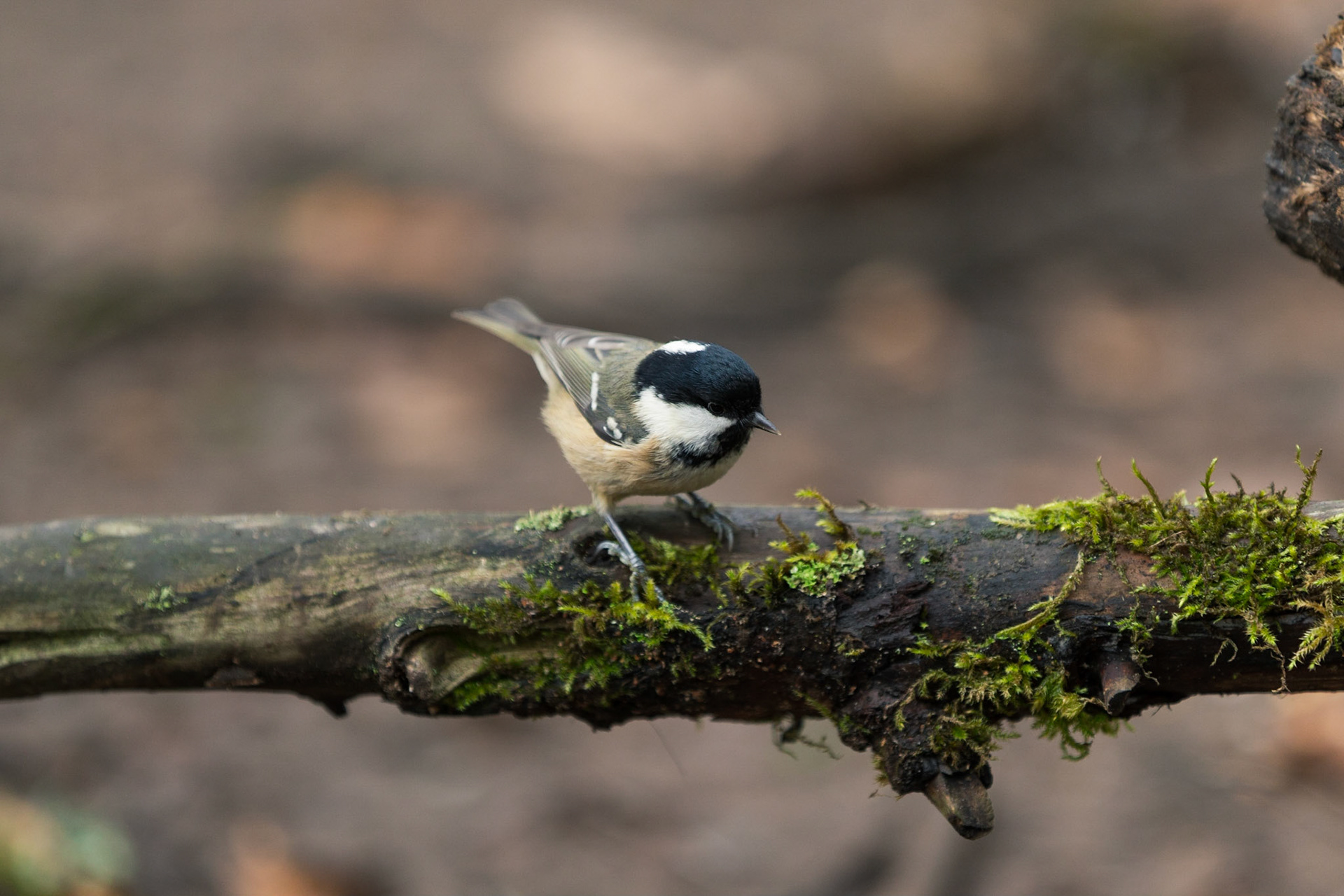 Great Tit