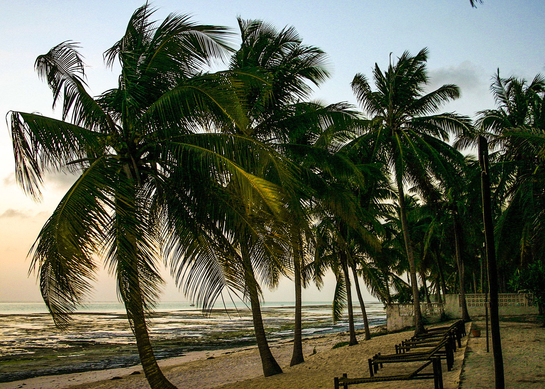 Palm Trees On Zanzibar